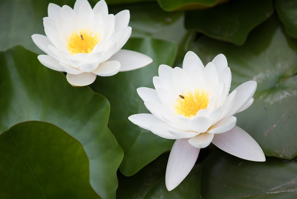 水中莲花心上佛