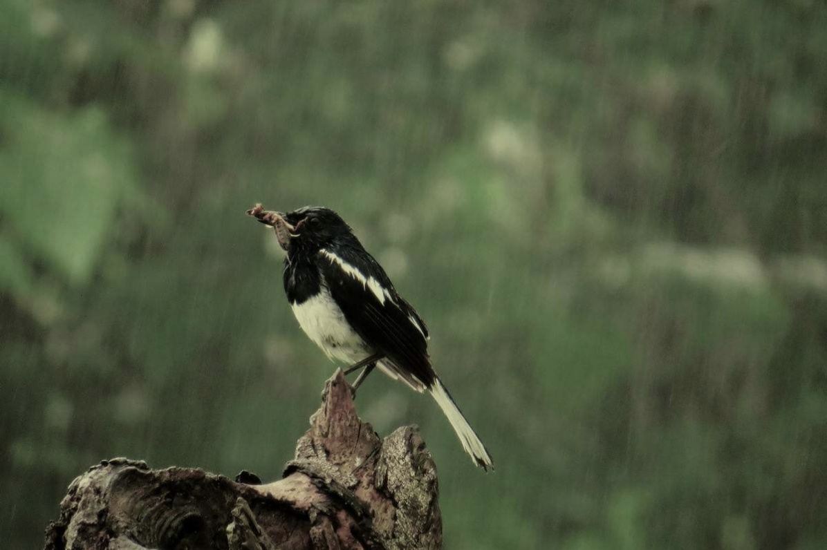 雨中的孤鸟