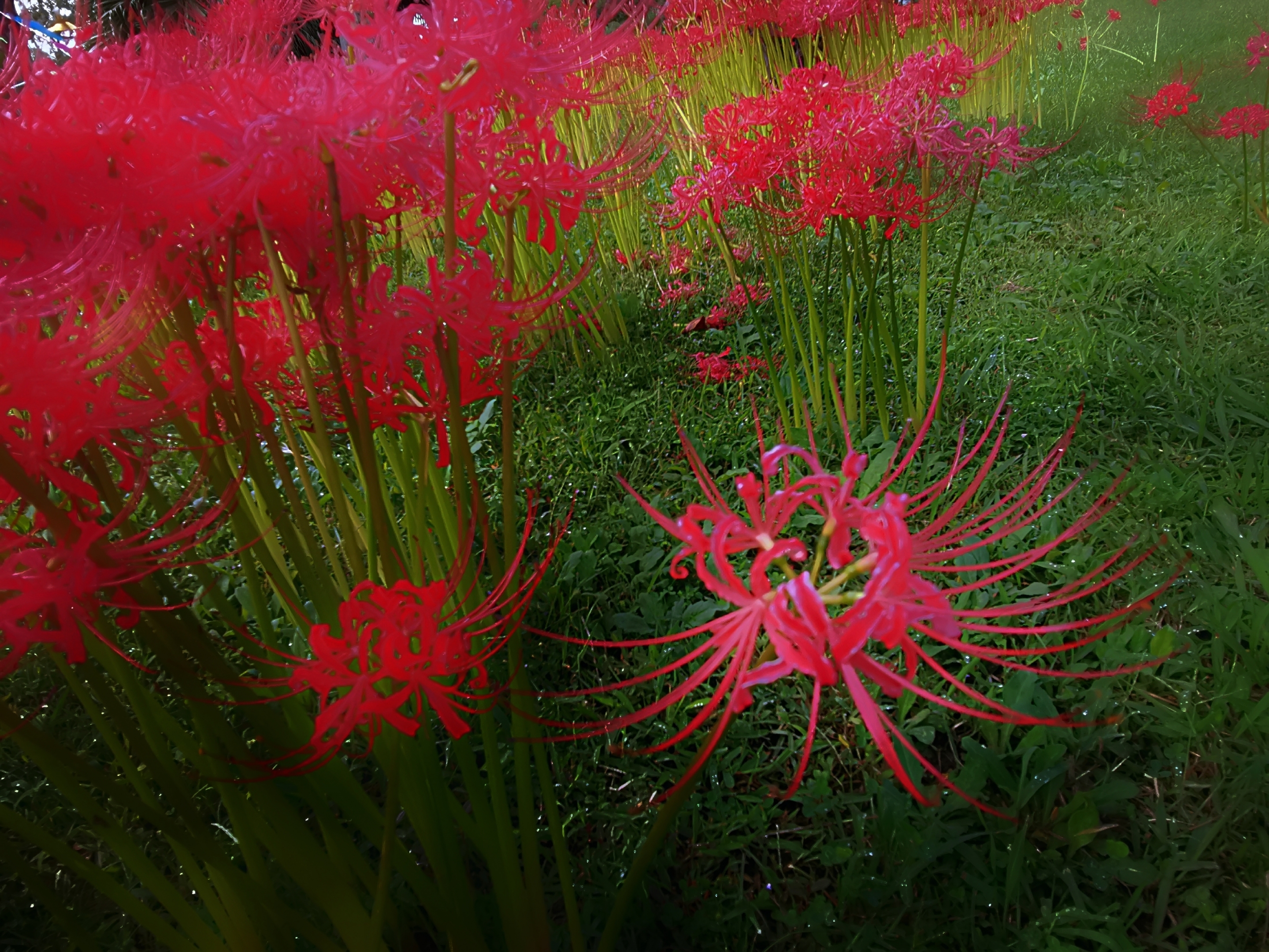 彼岸花花语是"悲伤的回忆".