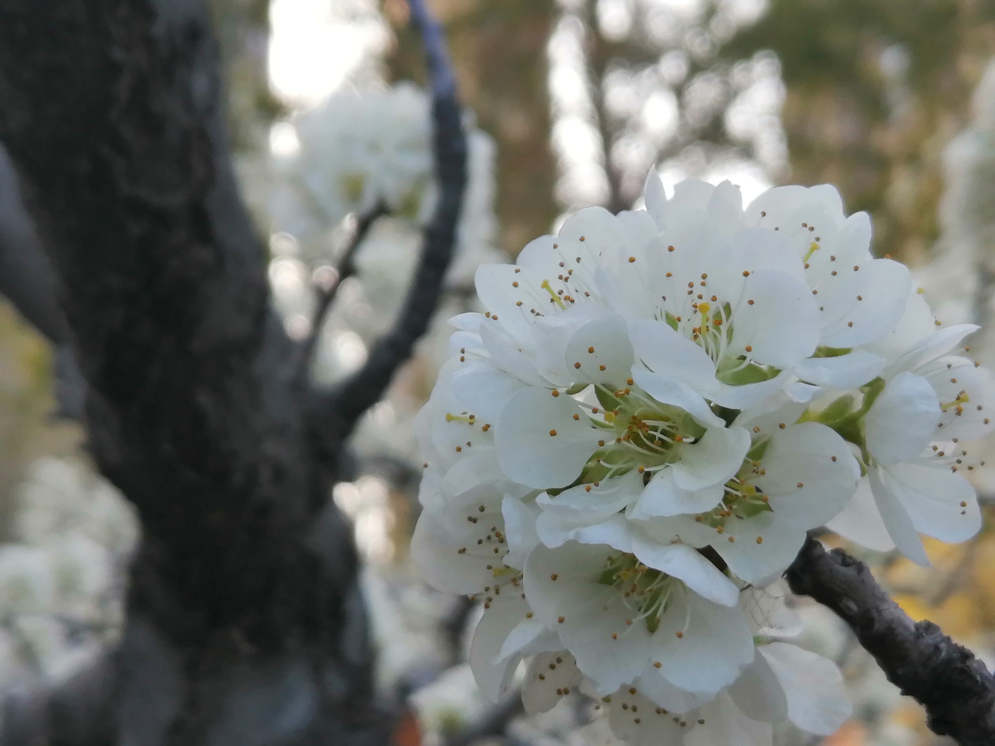 清明时节梨花飞