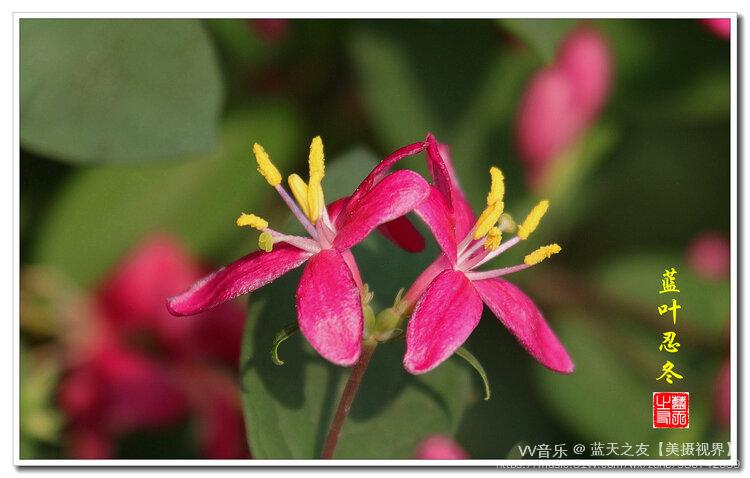 首发美丽的小红花蓝叶忍冬