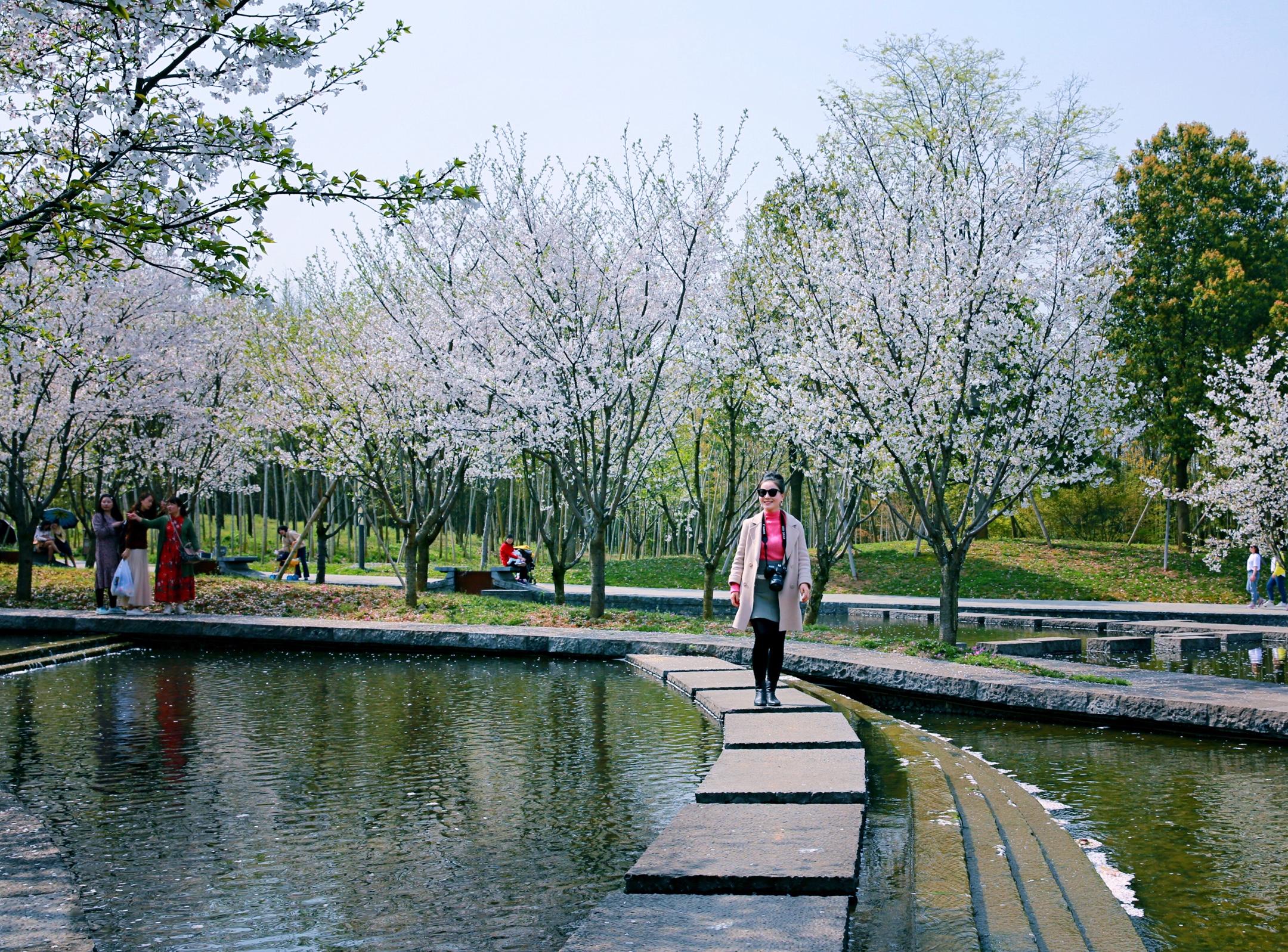 《樱花烂漫时》摄于兰溪兰湖度假村