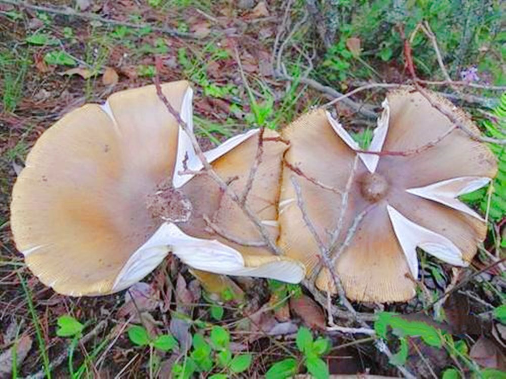 老家山坡上野生鸡枞菌