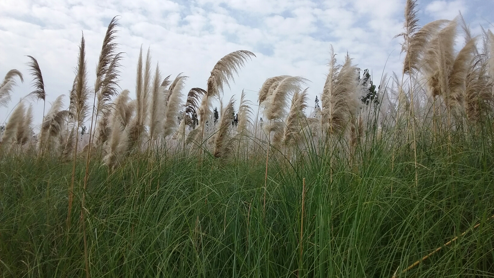 秋游芦苇荡汉中好风光