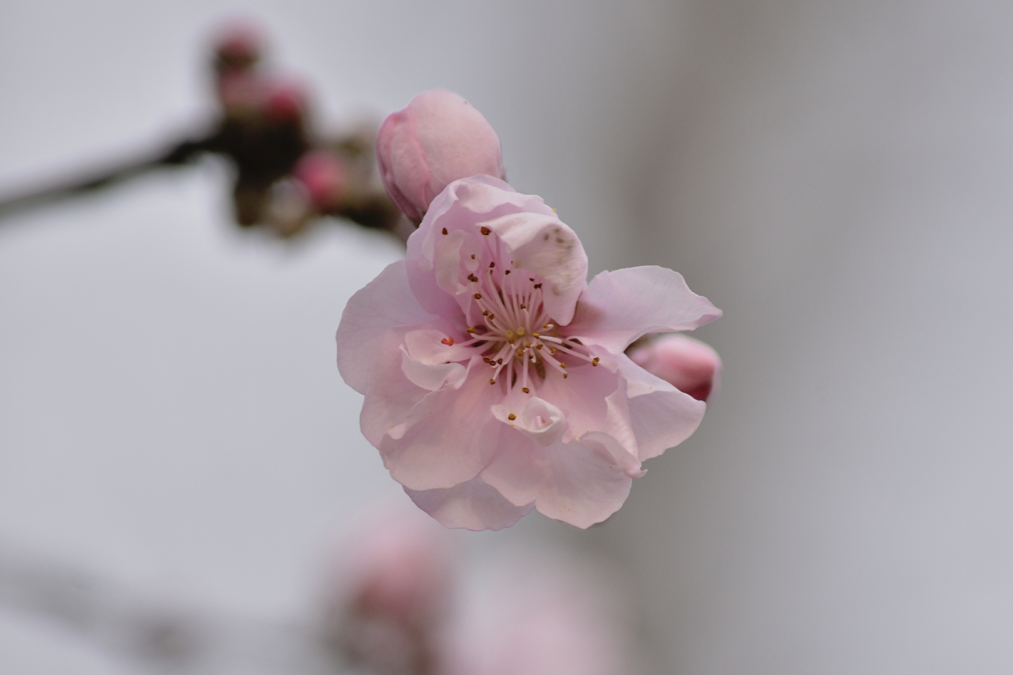 粉花山碧桃二(首发)