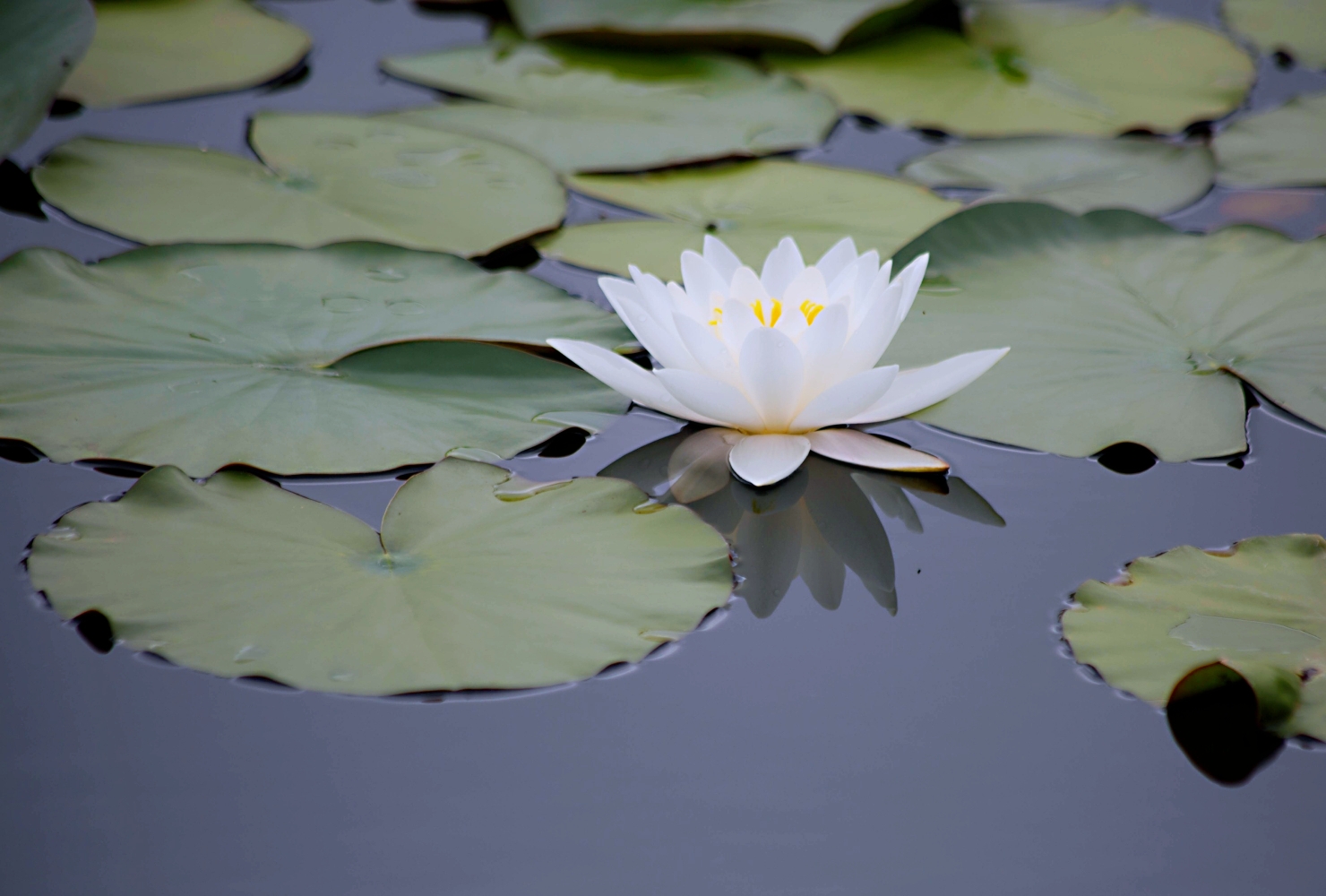 水中莲花心上佛