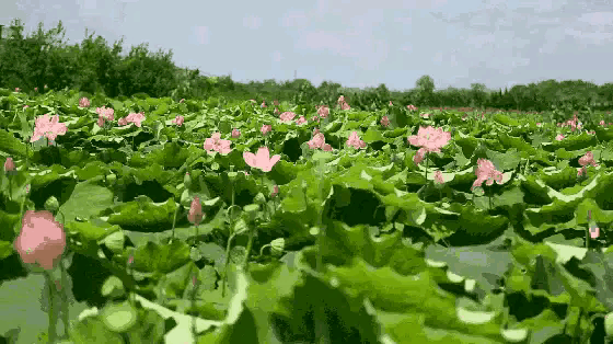 560_314gif 动态图 动图