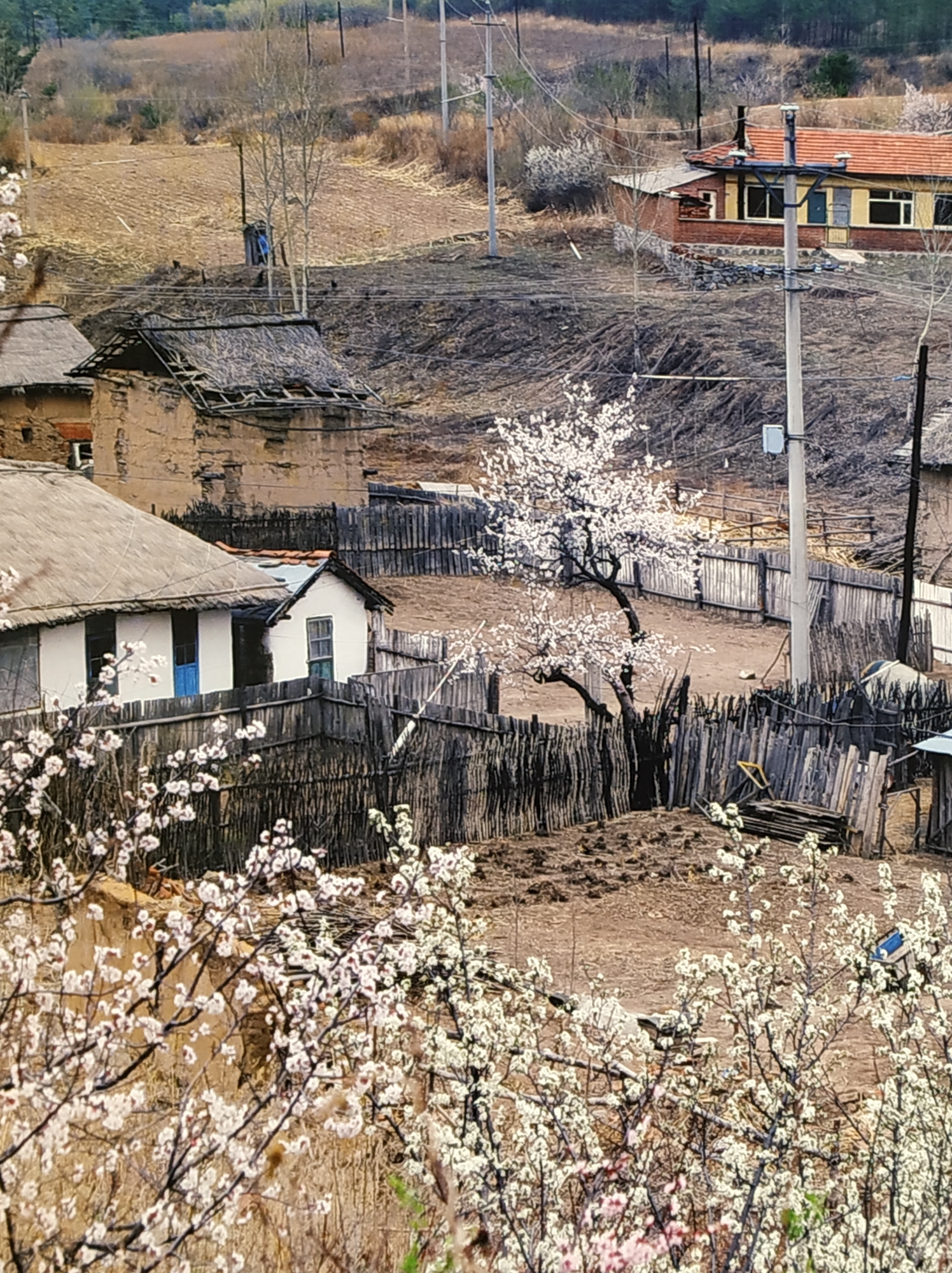 朝鲜延边自诒州,有着朝鲜族民居的特色.人们勤劳.生话安祥.村庄美丽.