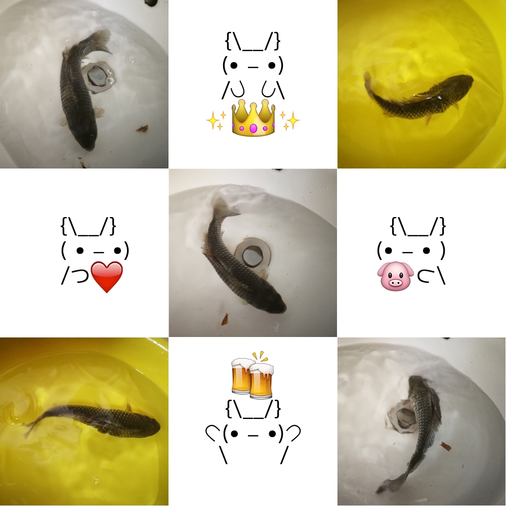 《一尾游鱼》