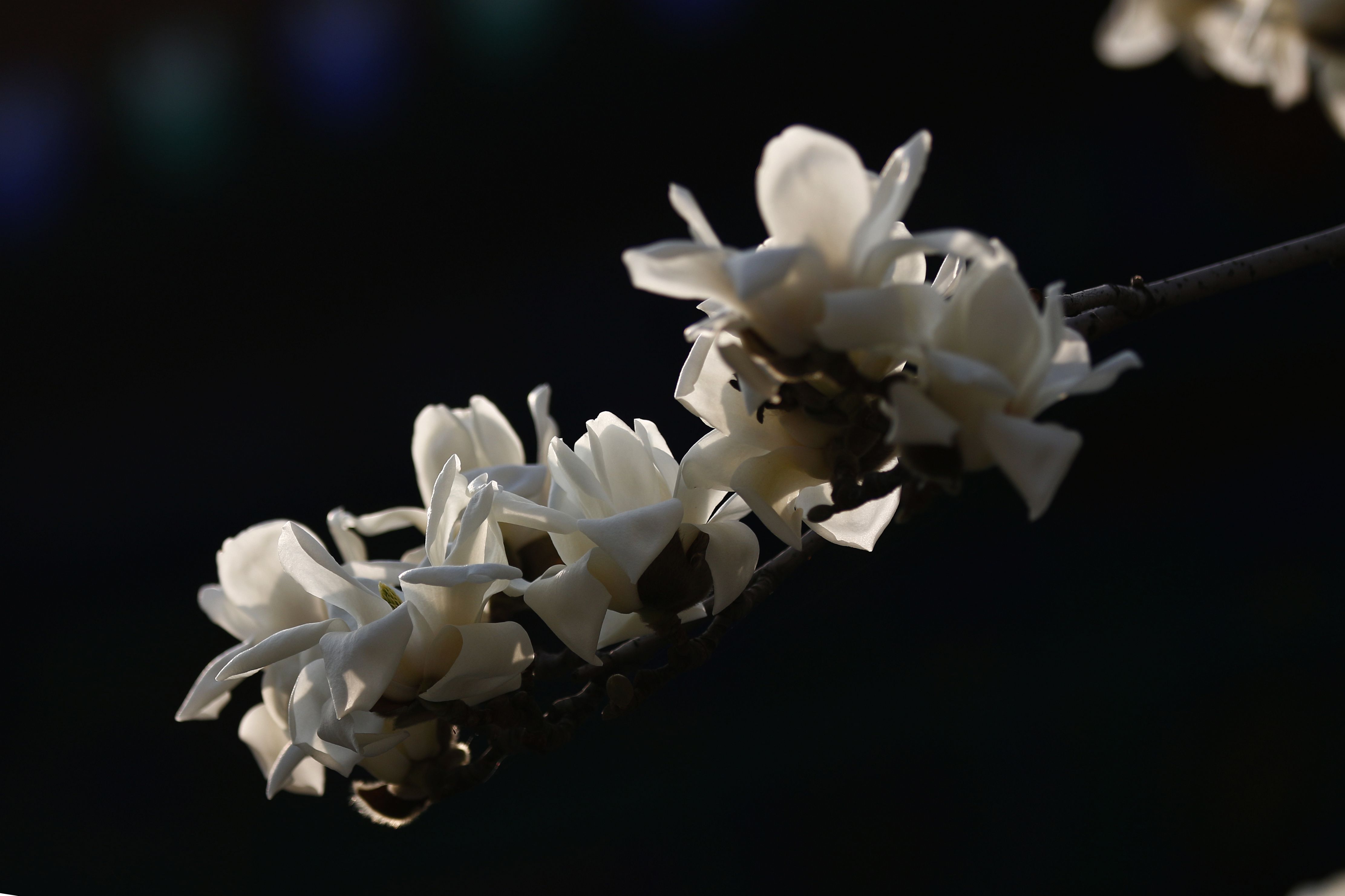 玉兰花