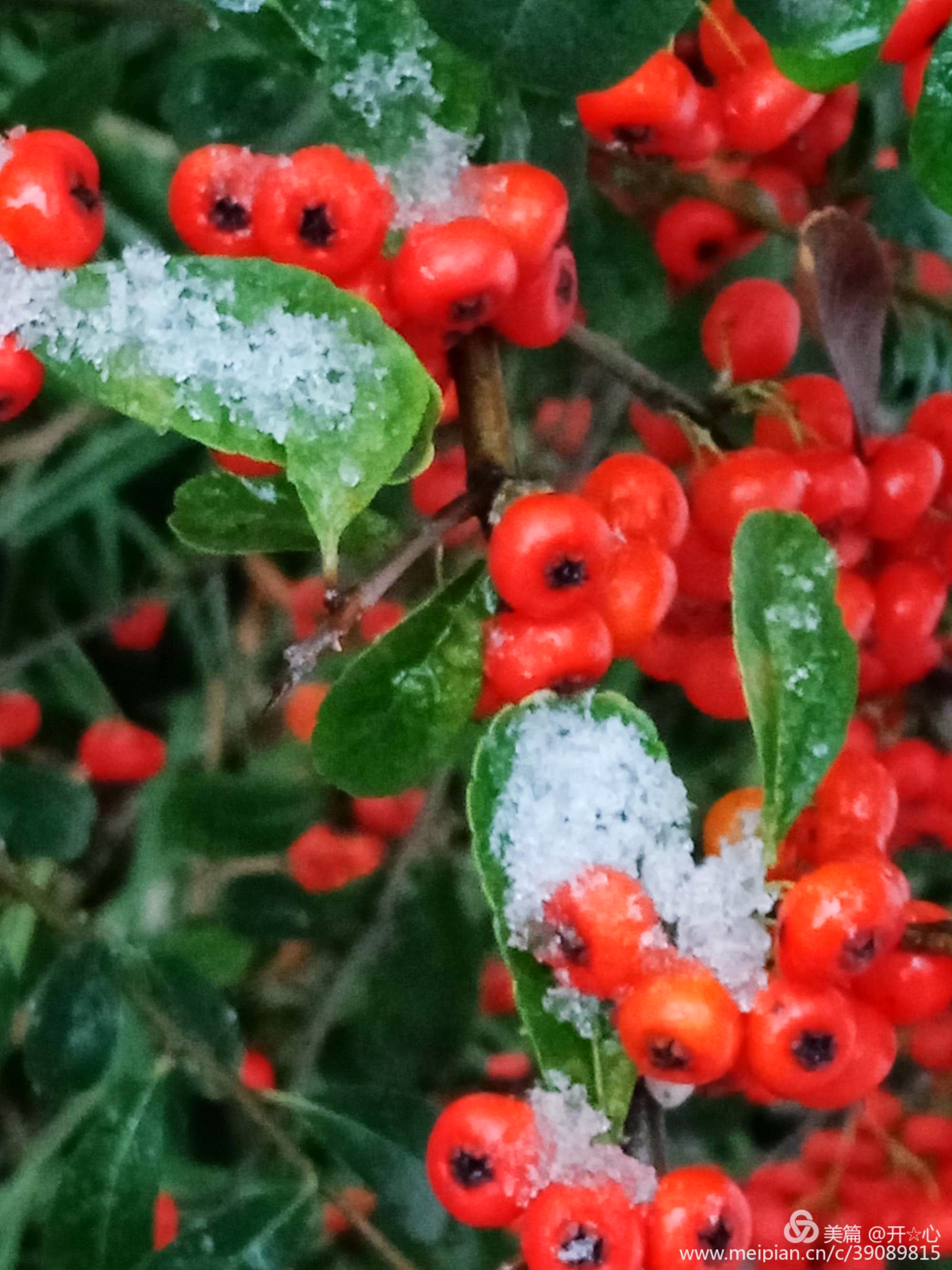 雪中的红果果首发