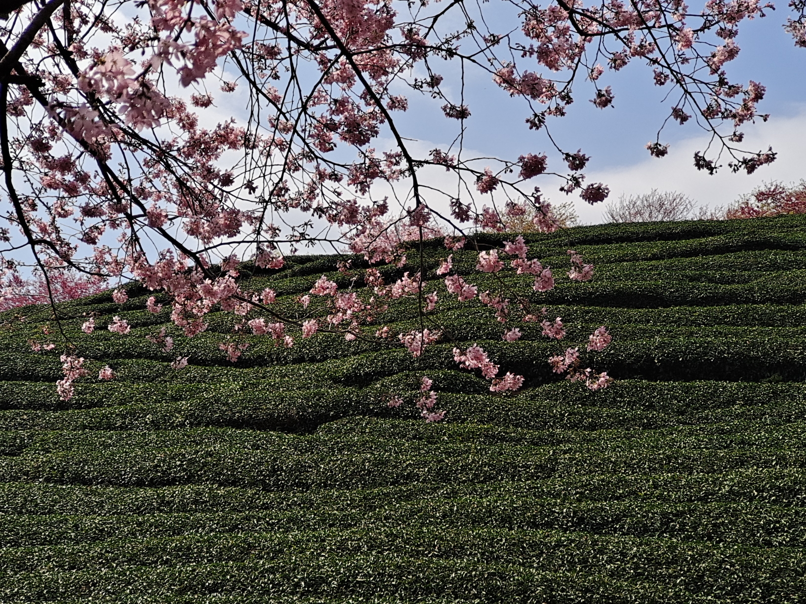 漳平永福镇的茶山樱花