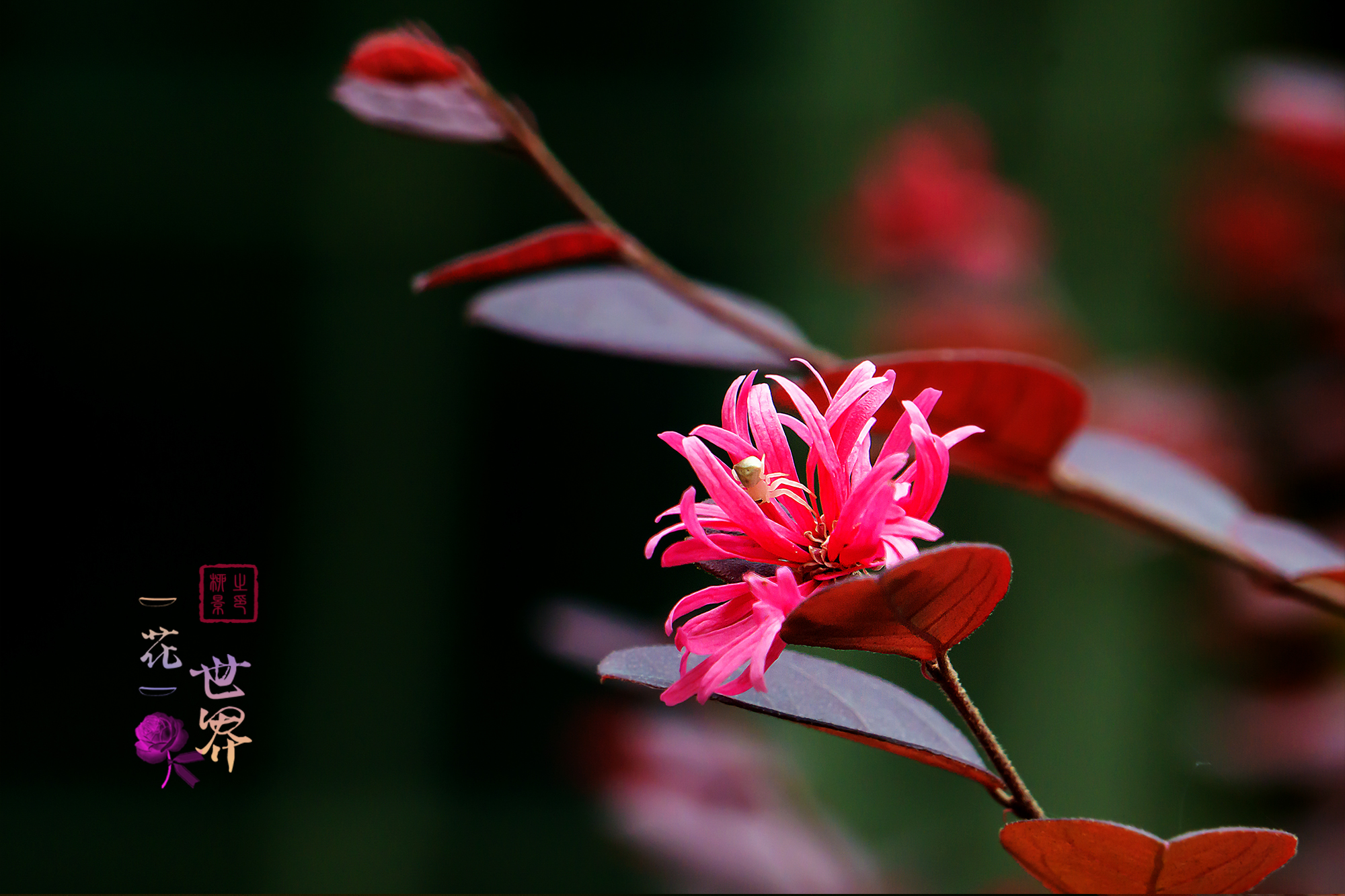 你注意过红花檵木开花吗