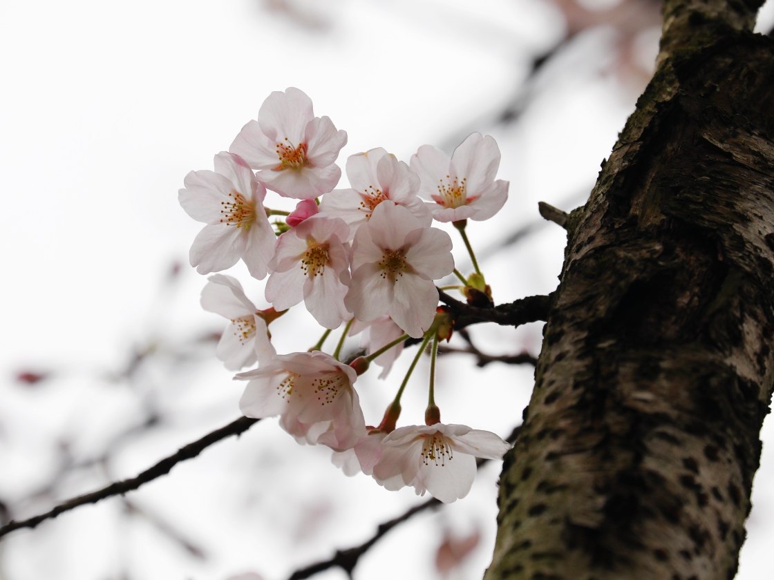 大叶早樱花