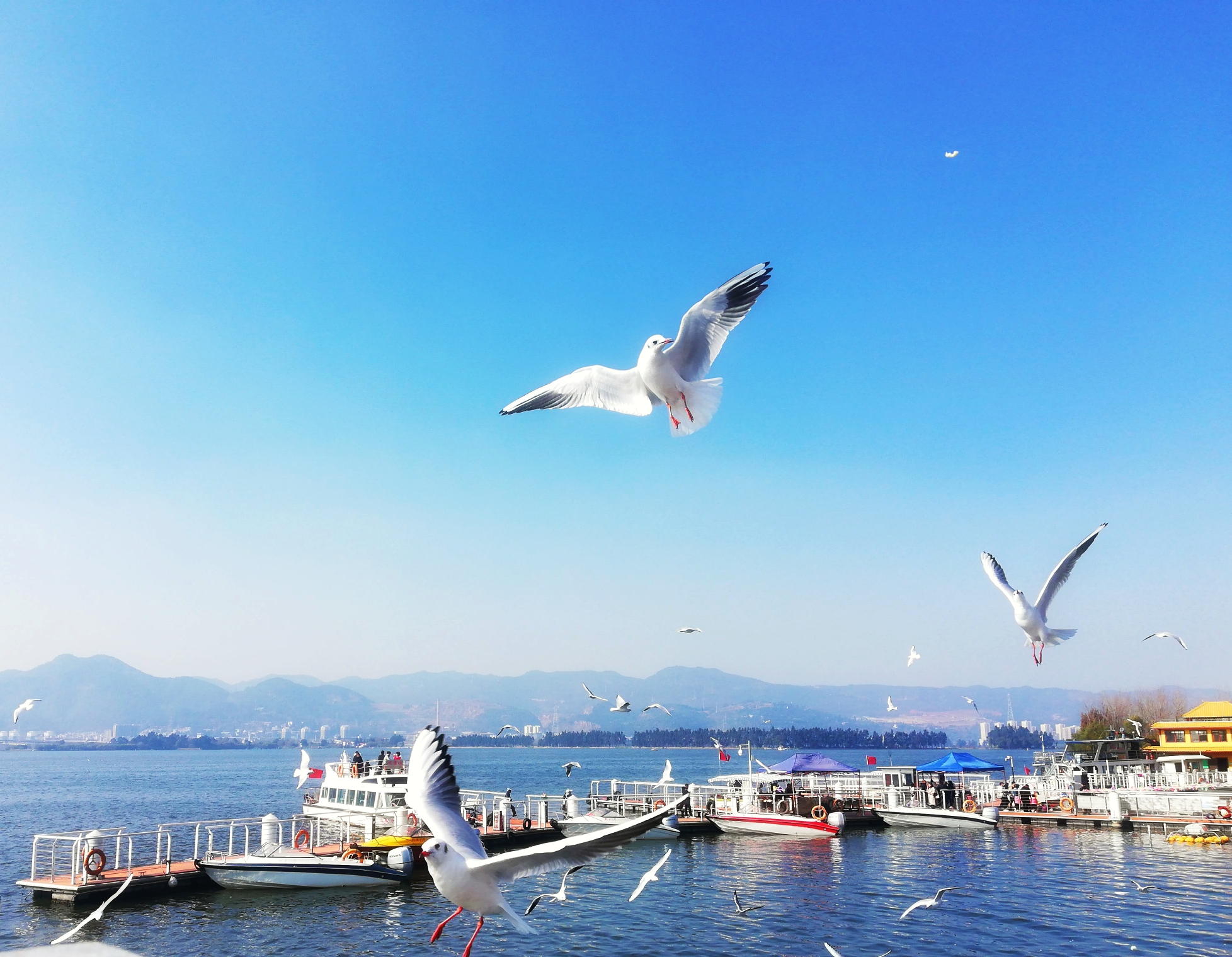 冬天的云南昆明海埂大坝或海埂公园因海鸥而热闹因湖水而静谧遥望滇池