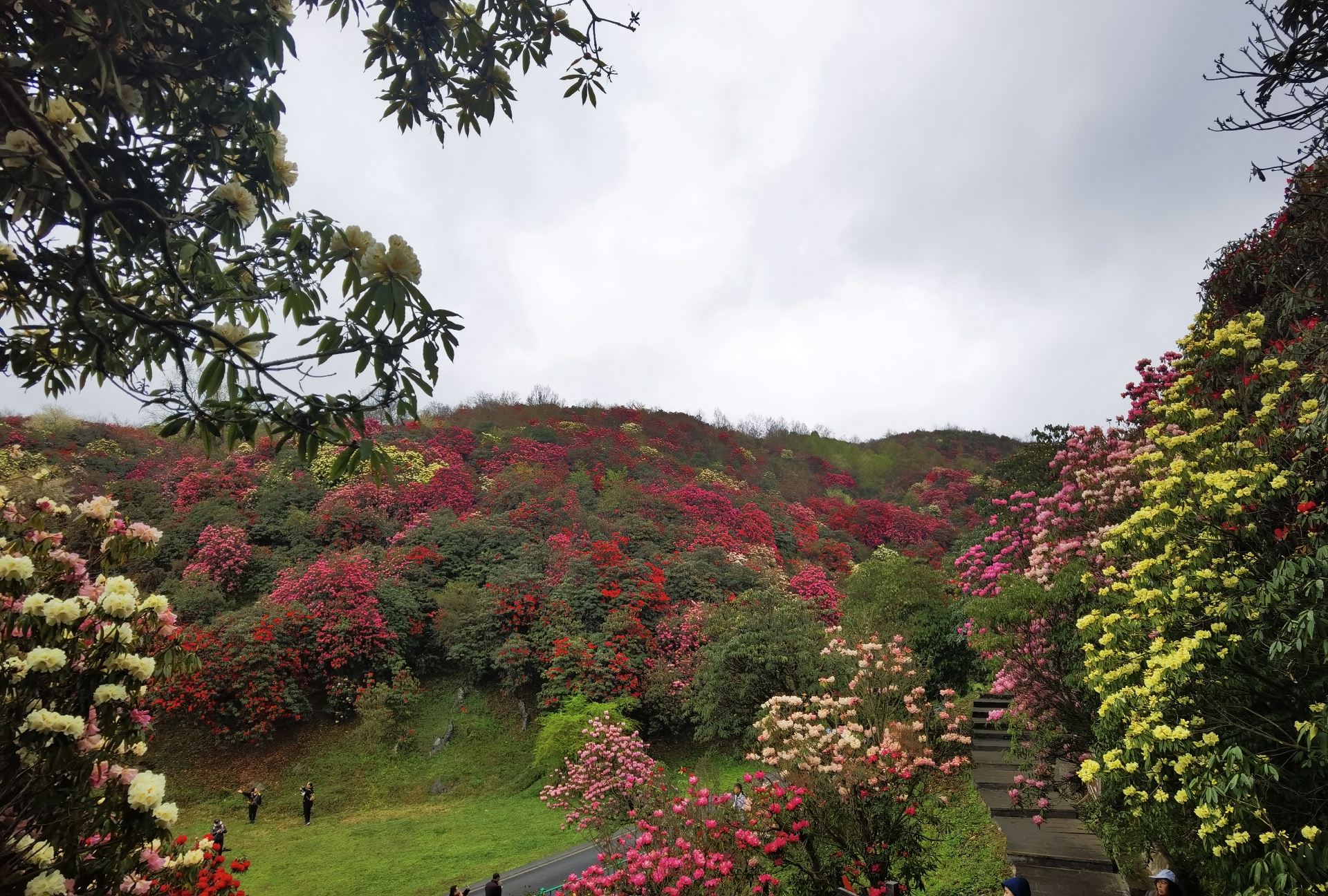 贵州毕节百里杜鹃花海彝山花谷,甲秀楼,麦翁布依古寨