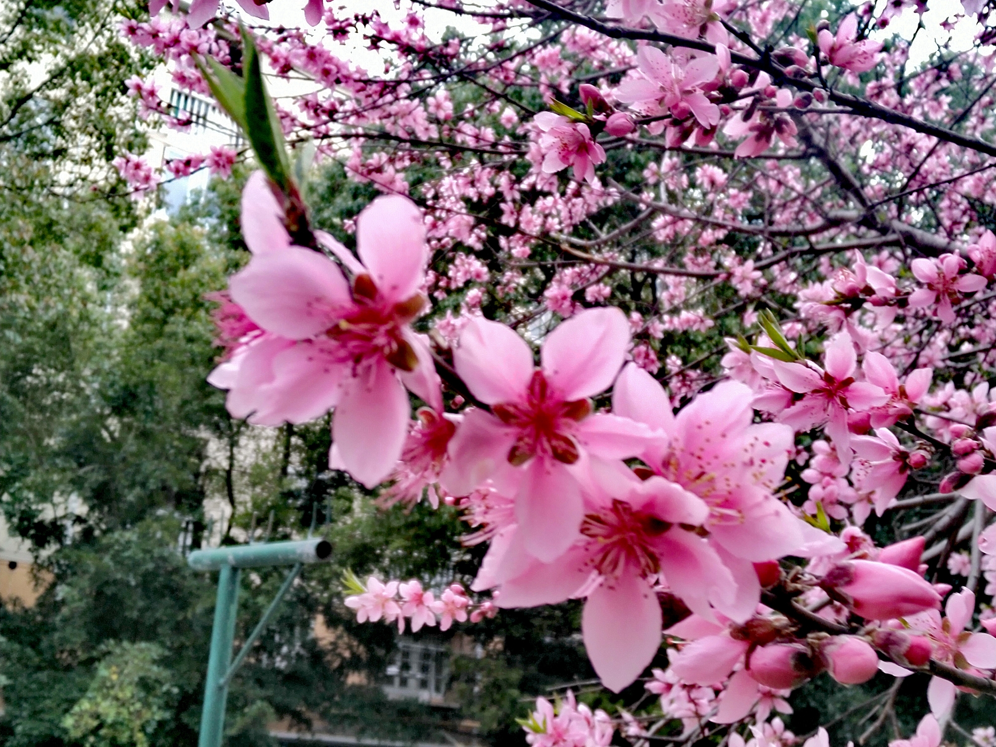 春日暖阳,花绽醉美