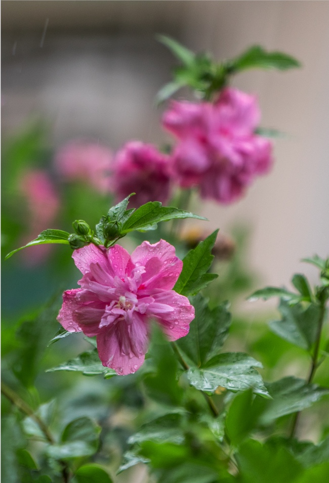 雨中的木槿花