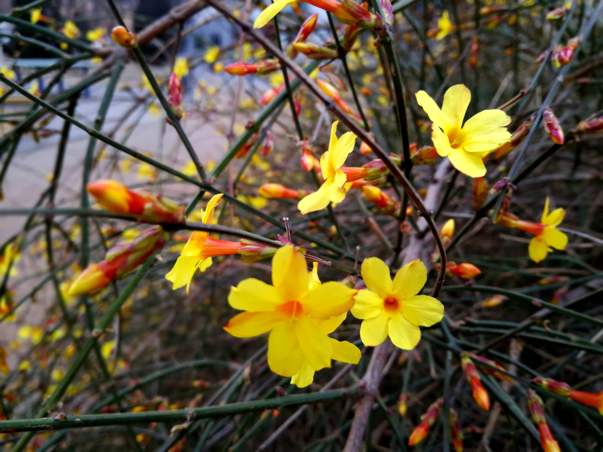 迎春花