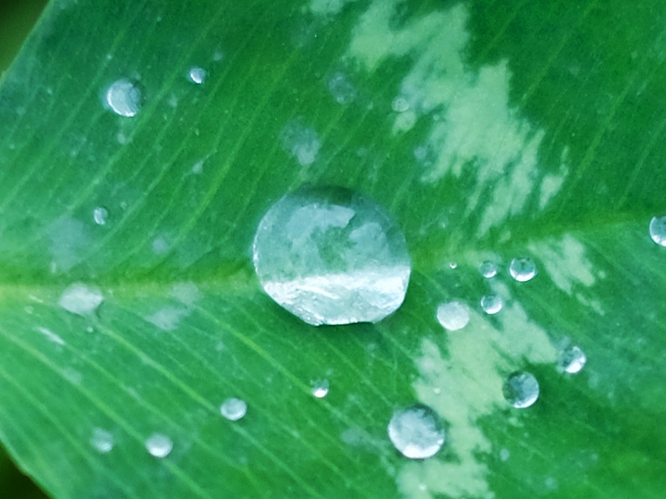 拍片随想录 文字的记与述  坦露的思与想 春雨纷纷扬扬地下着, 是春