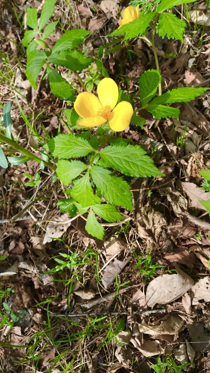 白屈菜多年生草本,别名:地黄连,牛金花,土黄连,八步紧,断肠草,山西瓜