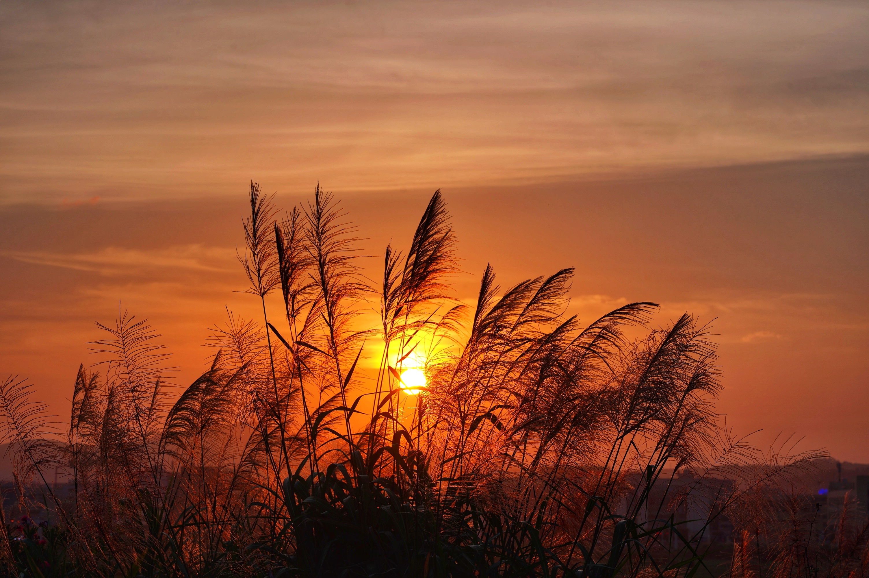 夕阳暮色～三期湿地