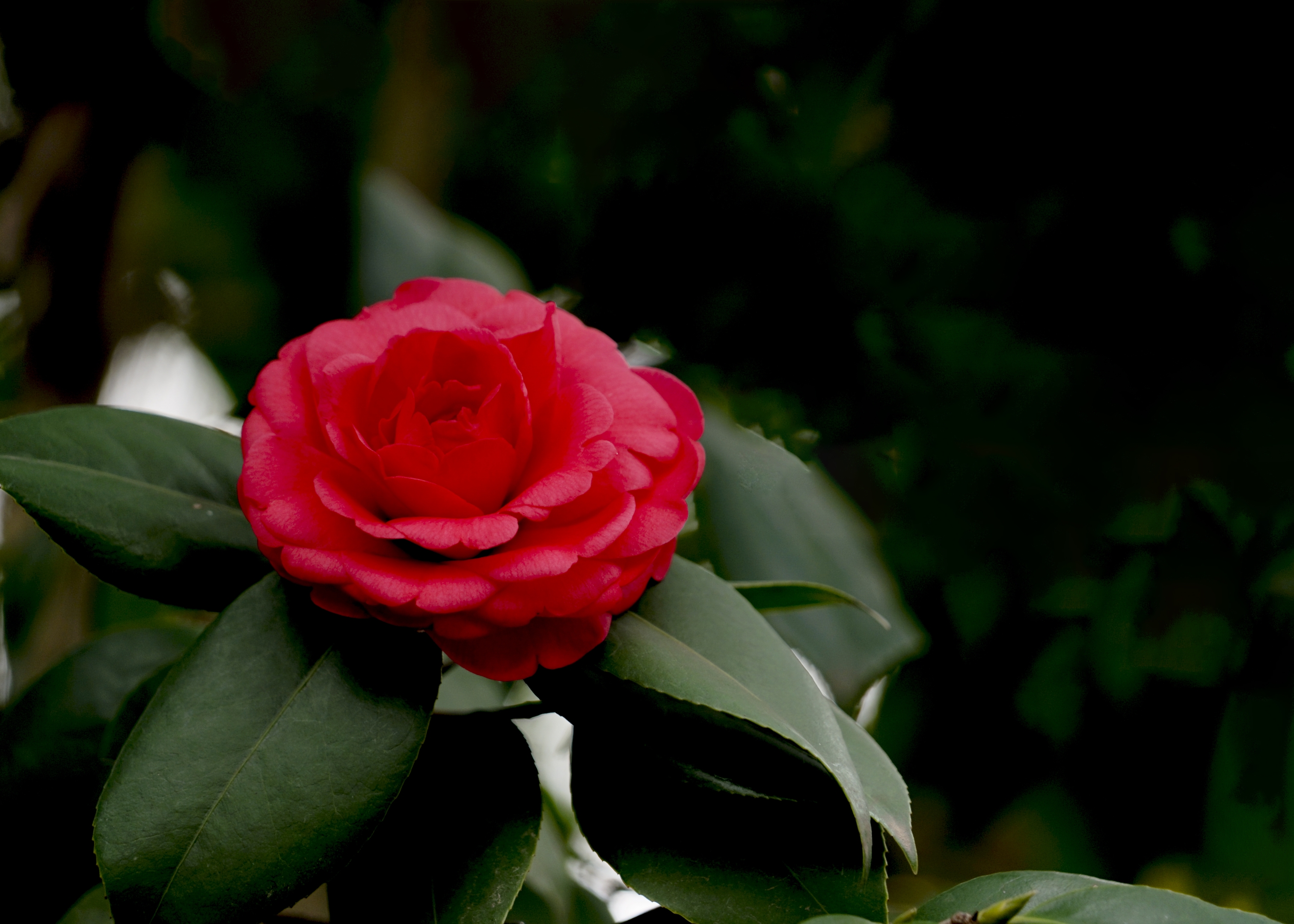 山茶花