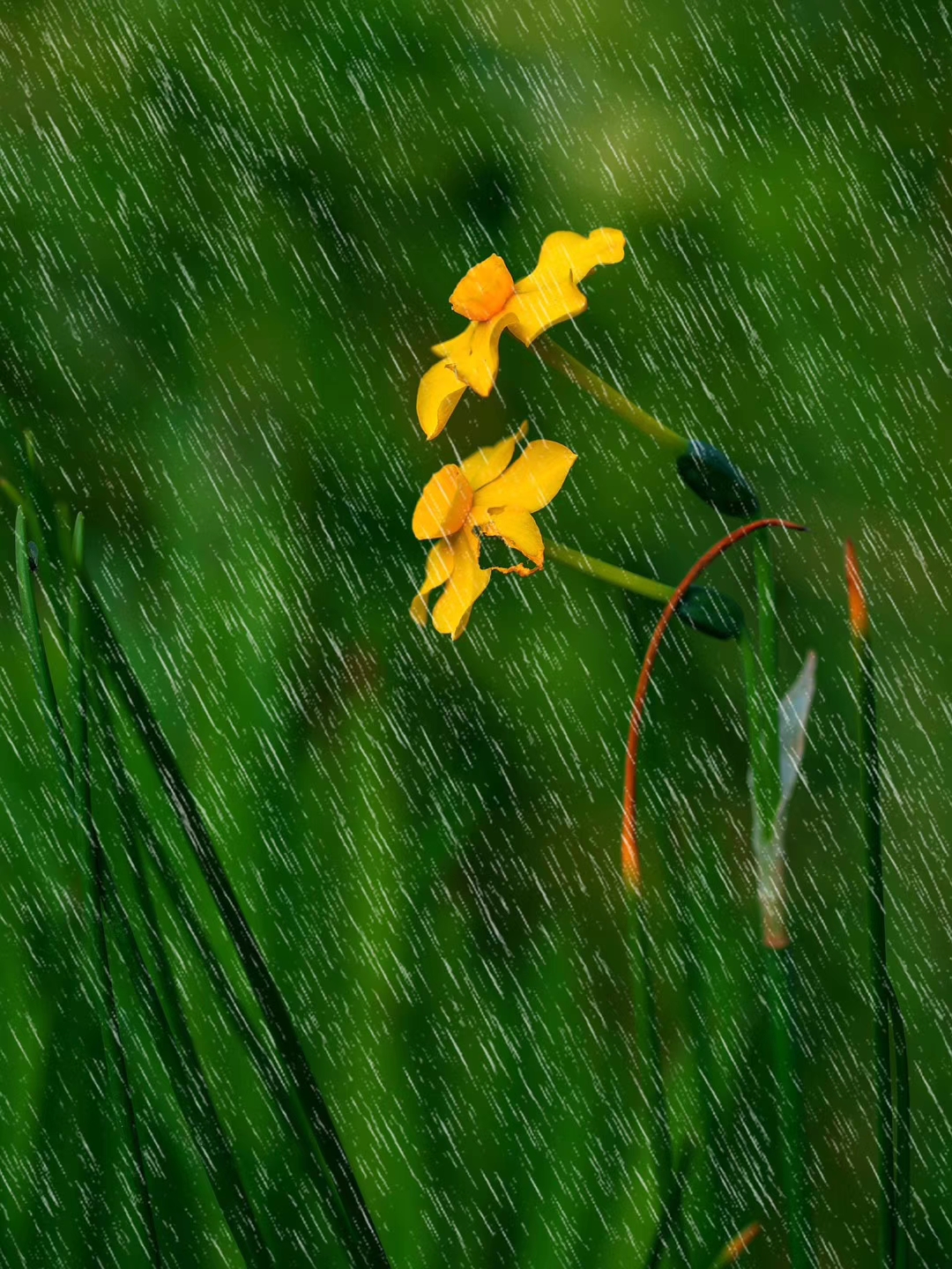 七月的雨季