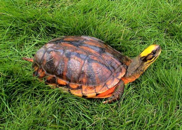 乌龟的视频真实动物世界 a1944763ff036d56a647ff3b48fd45c5.jpg