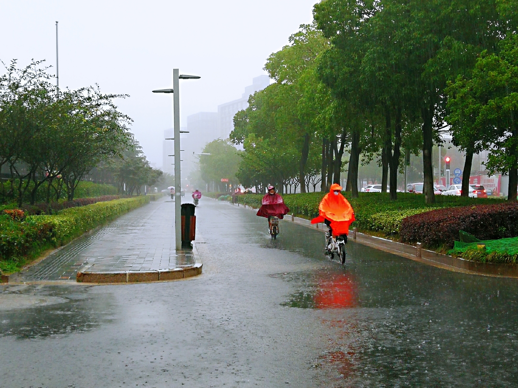 雨天,赏花拍景【首发】