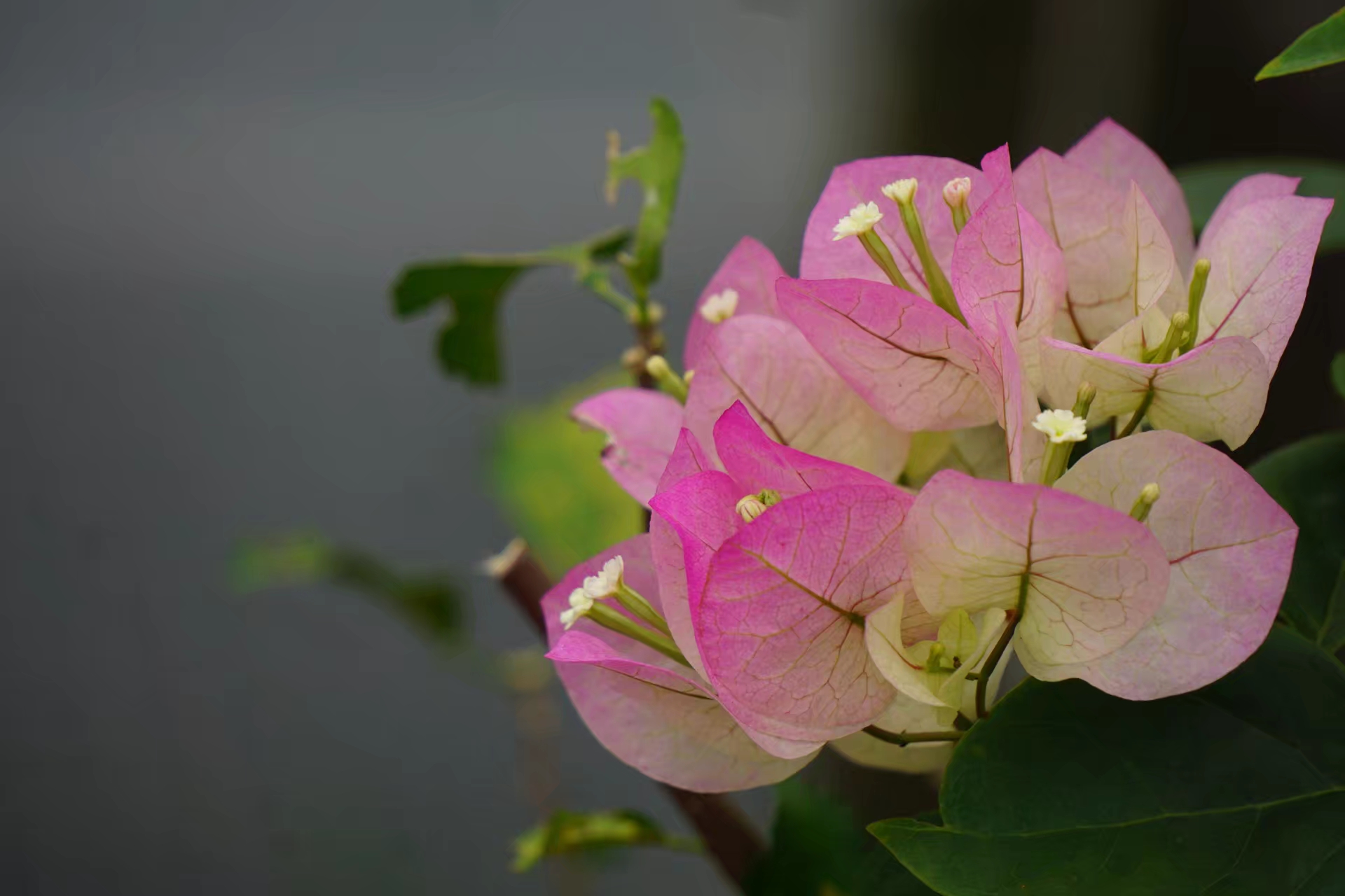 (首发)随拍花草—勒杜鹃