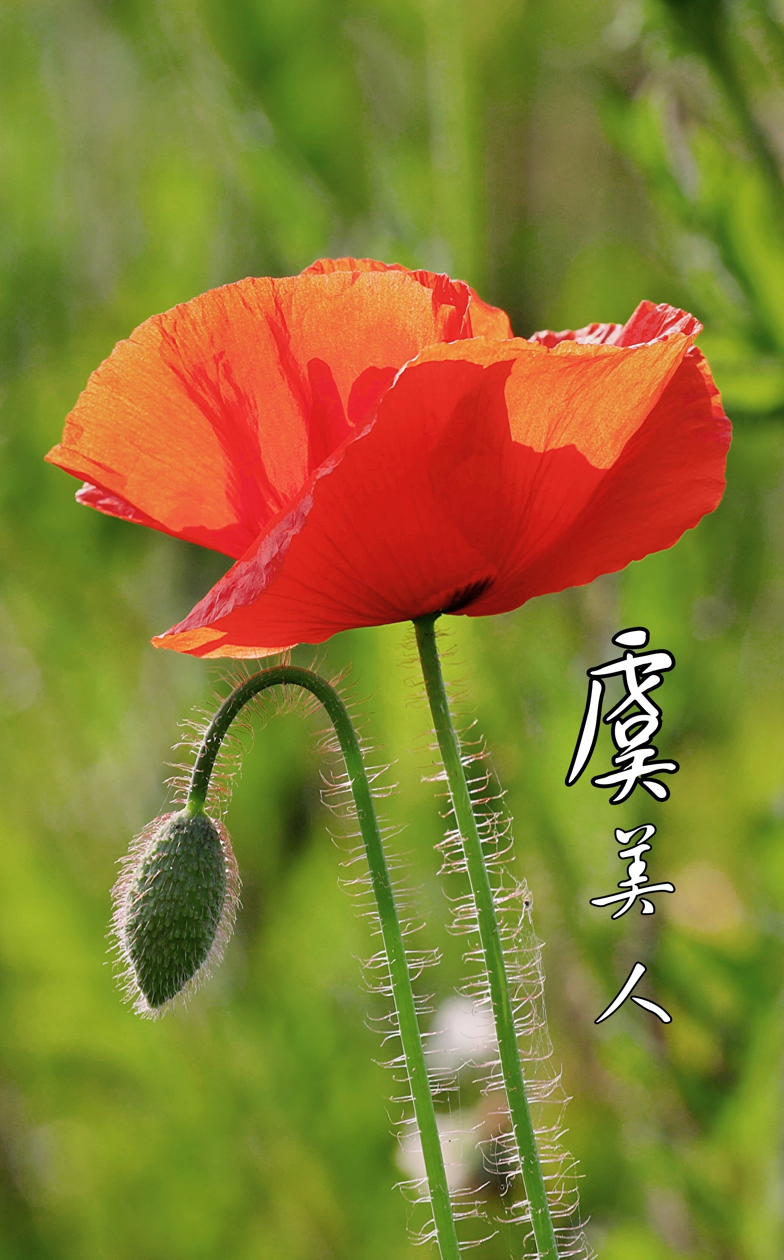 德安楚婷小姐姐专属 我爱你偏执的勇气生日气氛曲