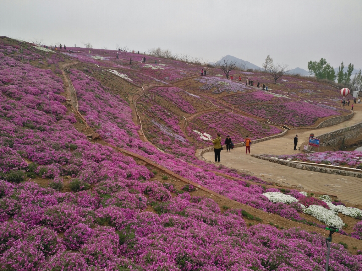 走进雨花谷花海