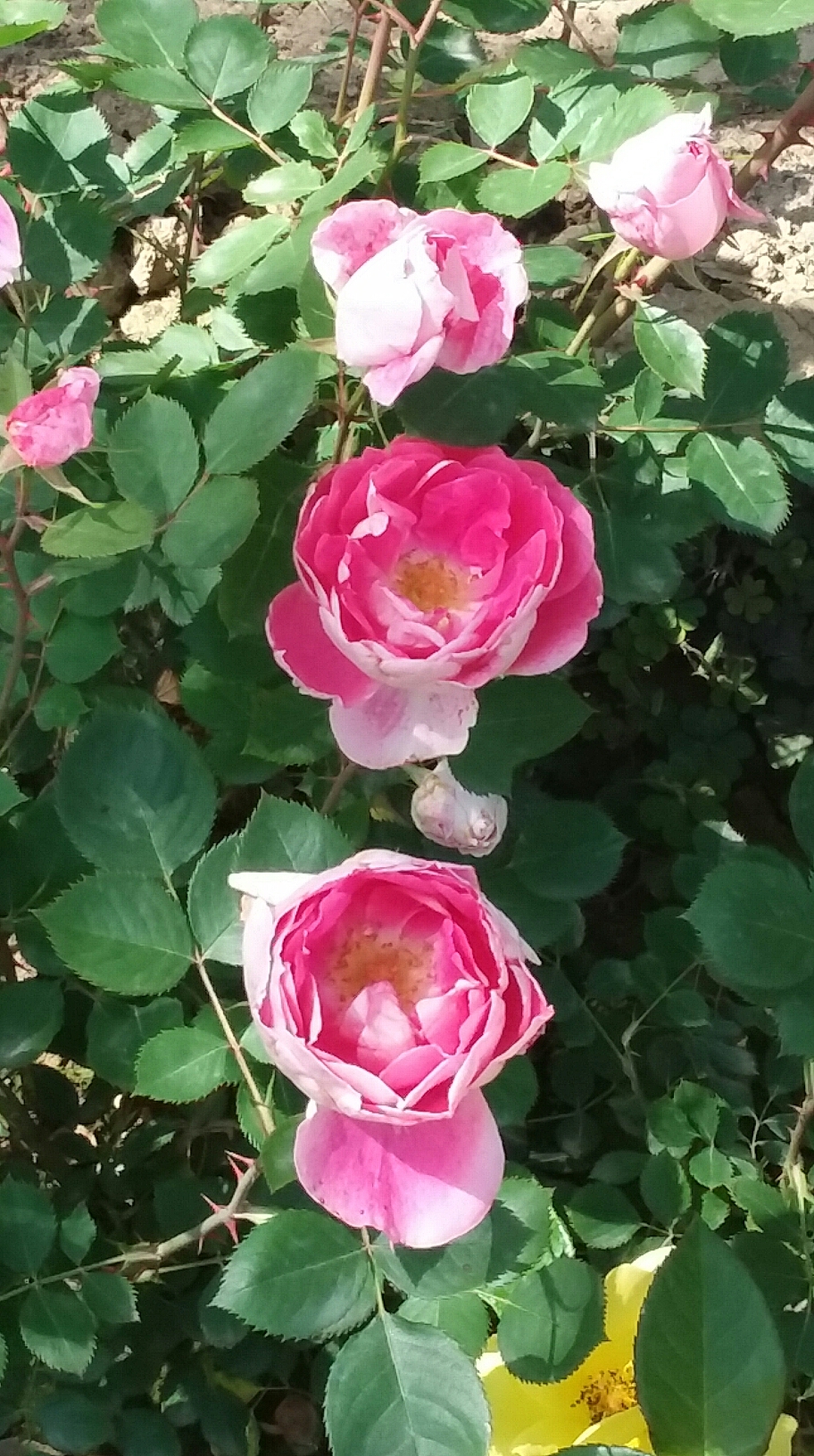 月季大道观花记
