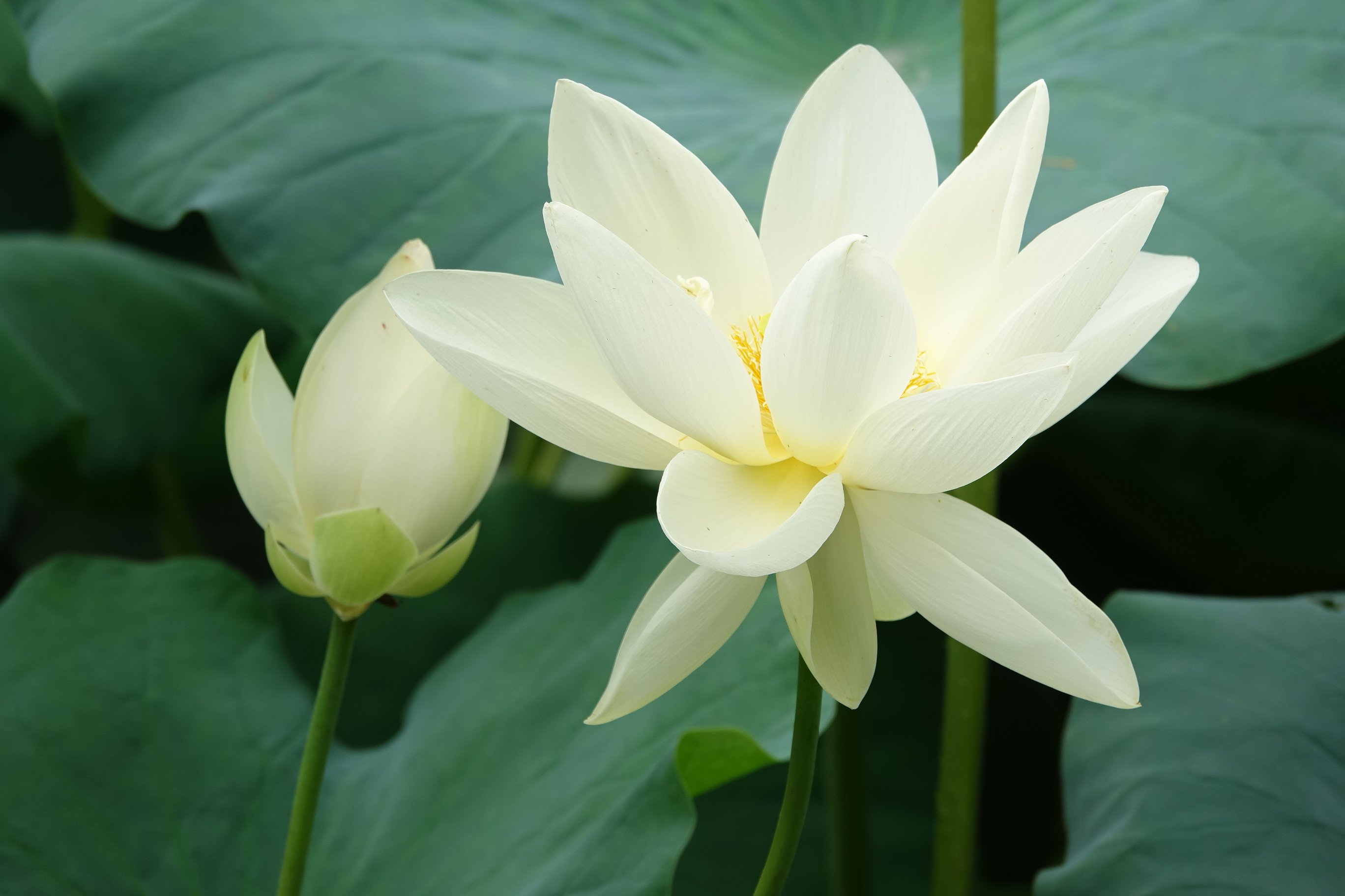 重瓣白色莲花.多以观赏.
