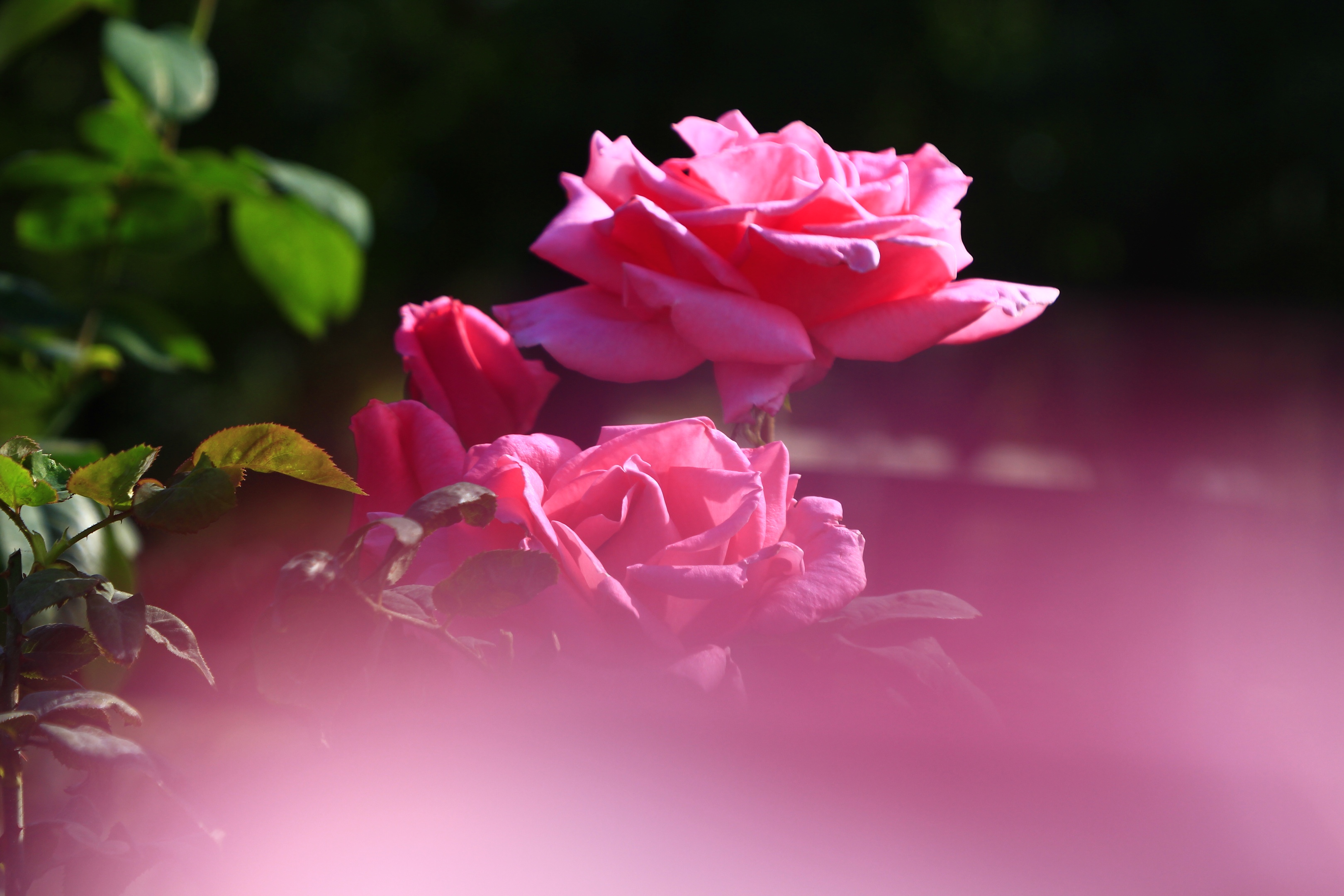 阳光下盛放的玫瑰花(摄影首发)