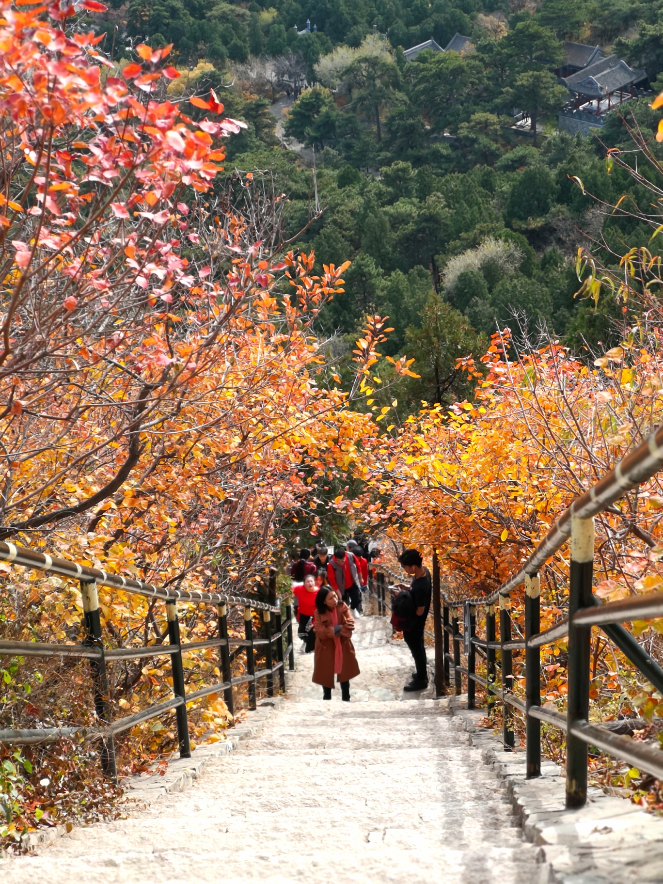 北京香山红叶