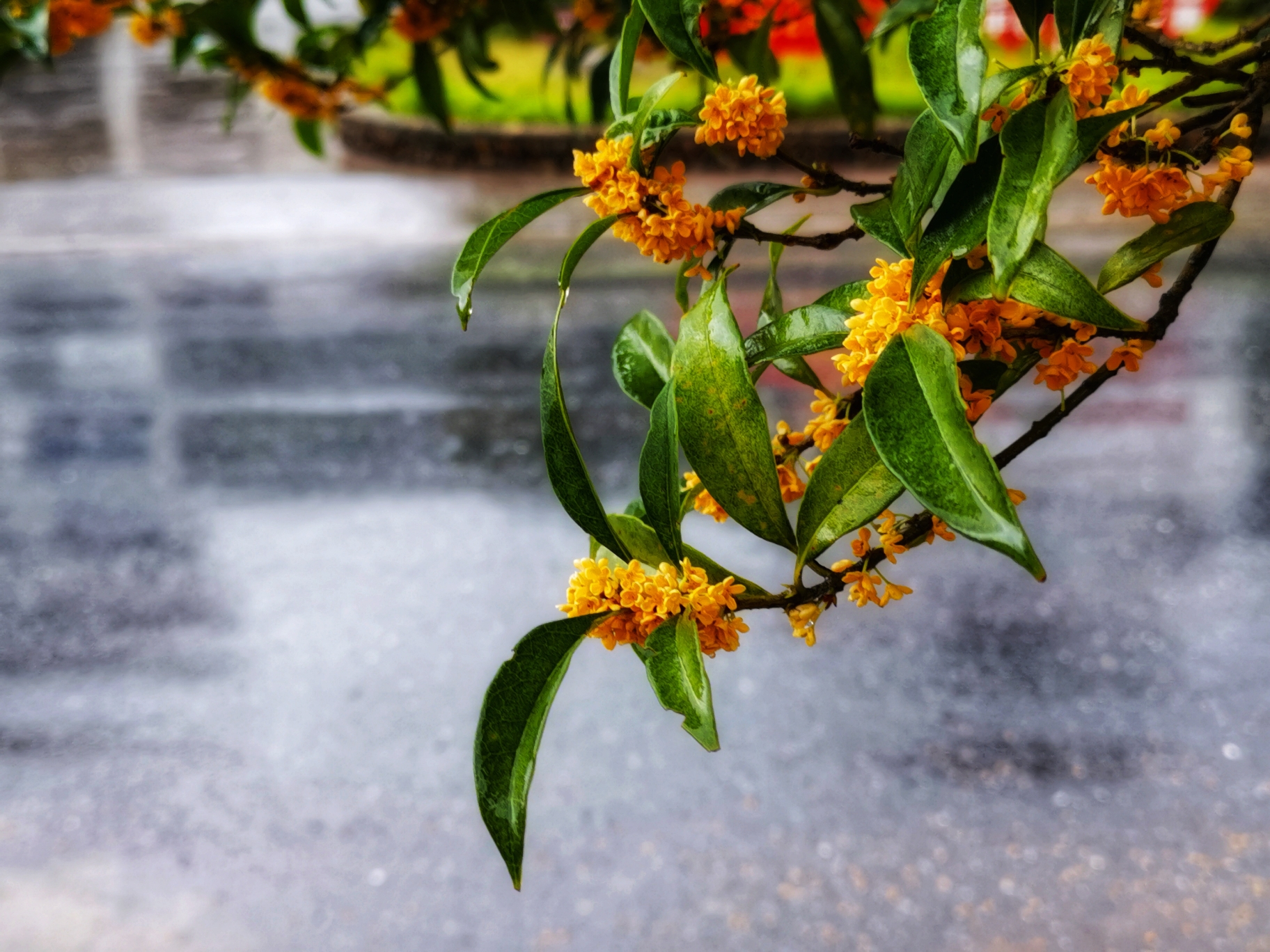 【原创】丝丝秋雨,渐已入心