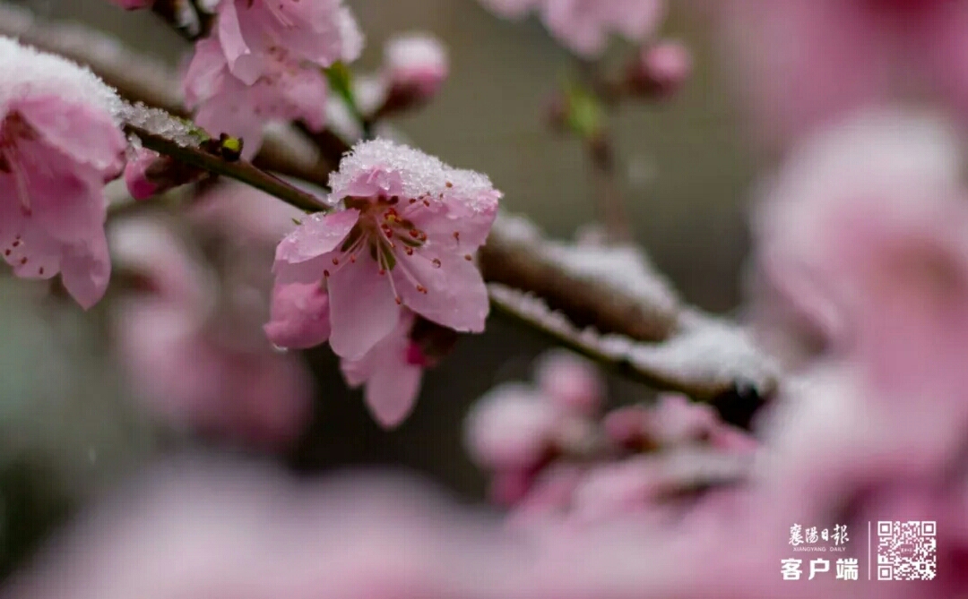 桃花盛开的季节,不见桃花见雨雪