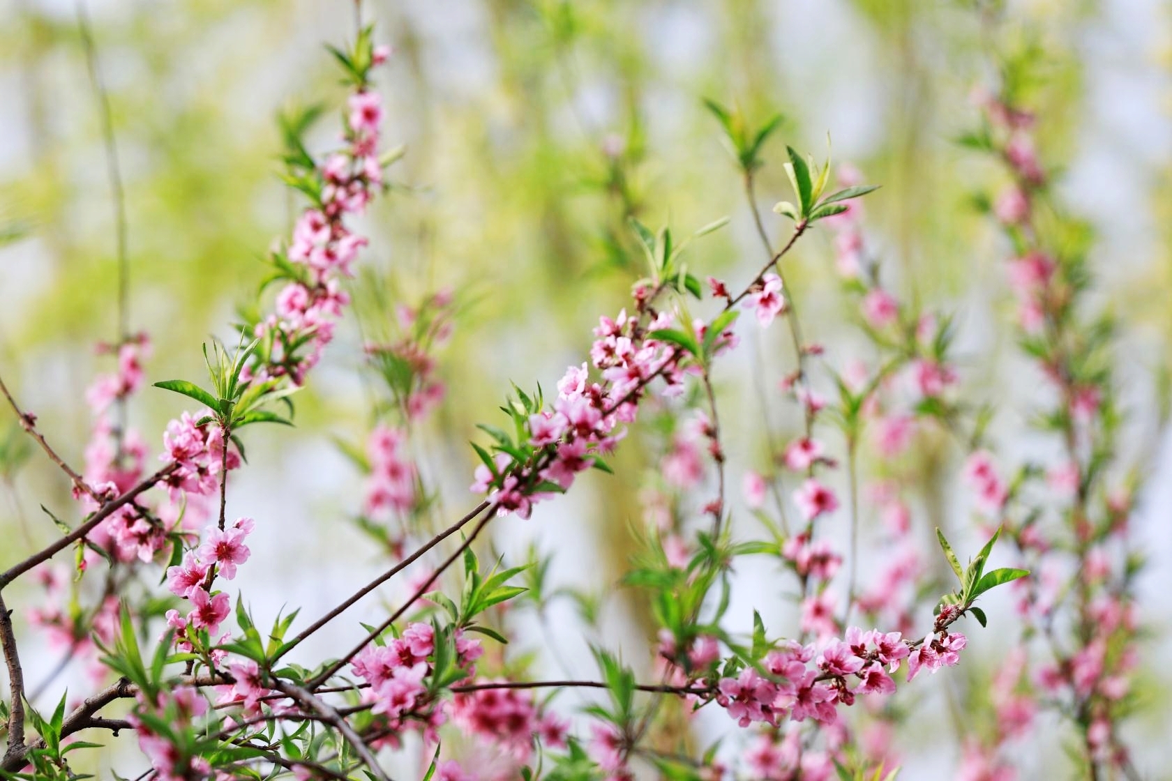 竹外桃花三两枝,春江水暖鸭先知.萎蒿满地芦芽短,正是河豚欲上时.