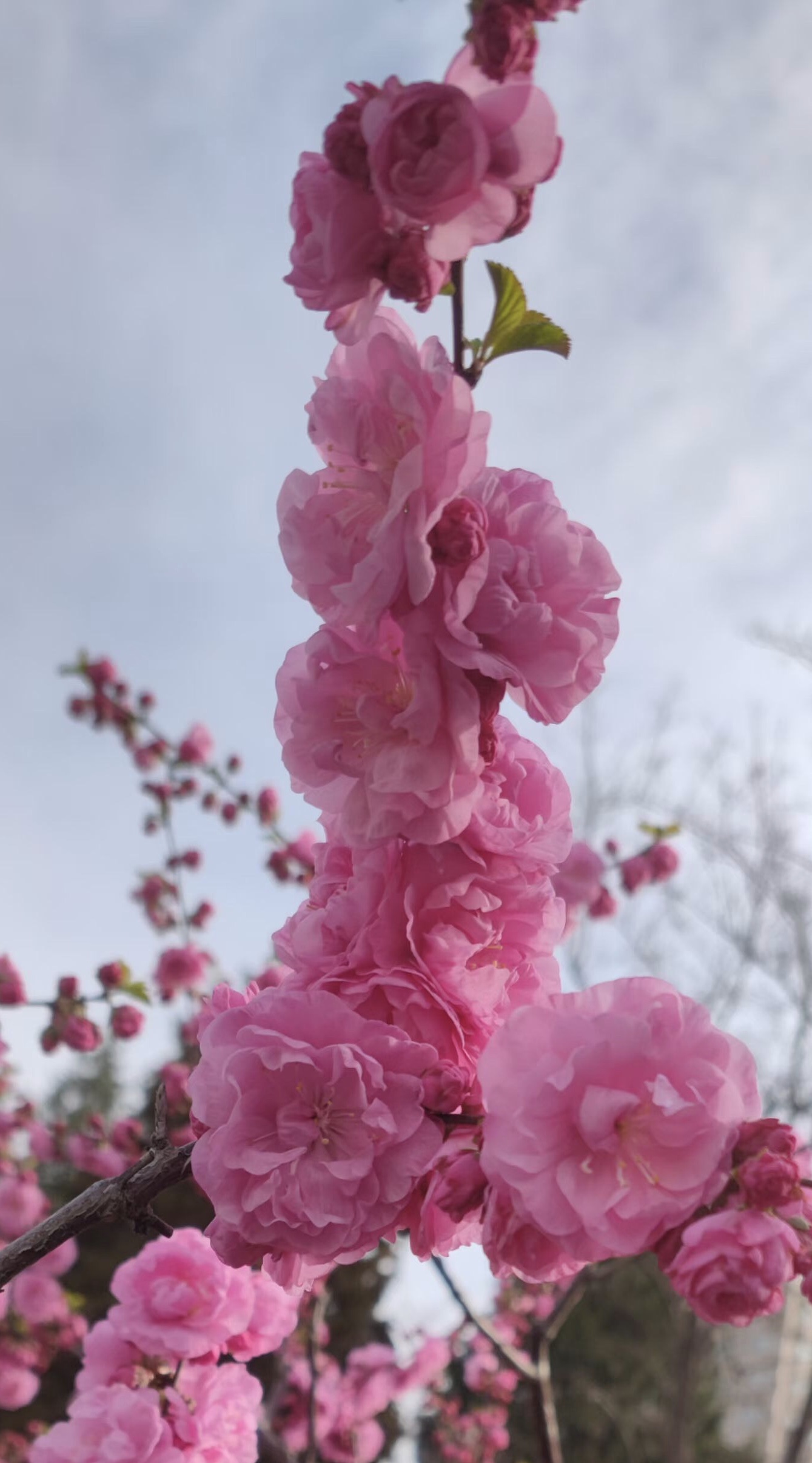 百花盛开 芬芳争艳