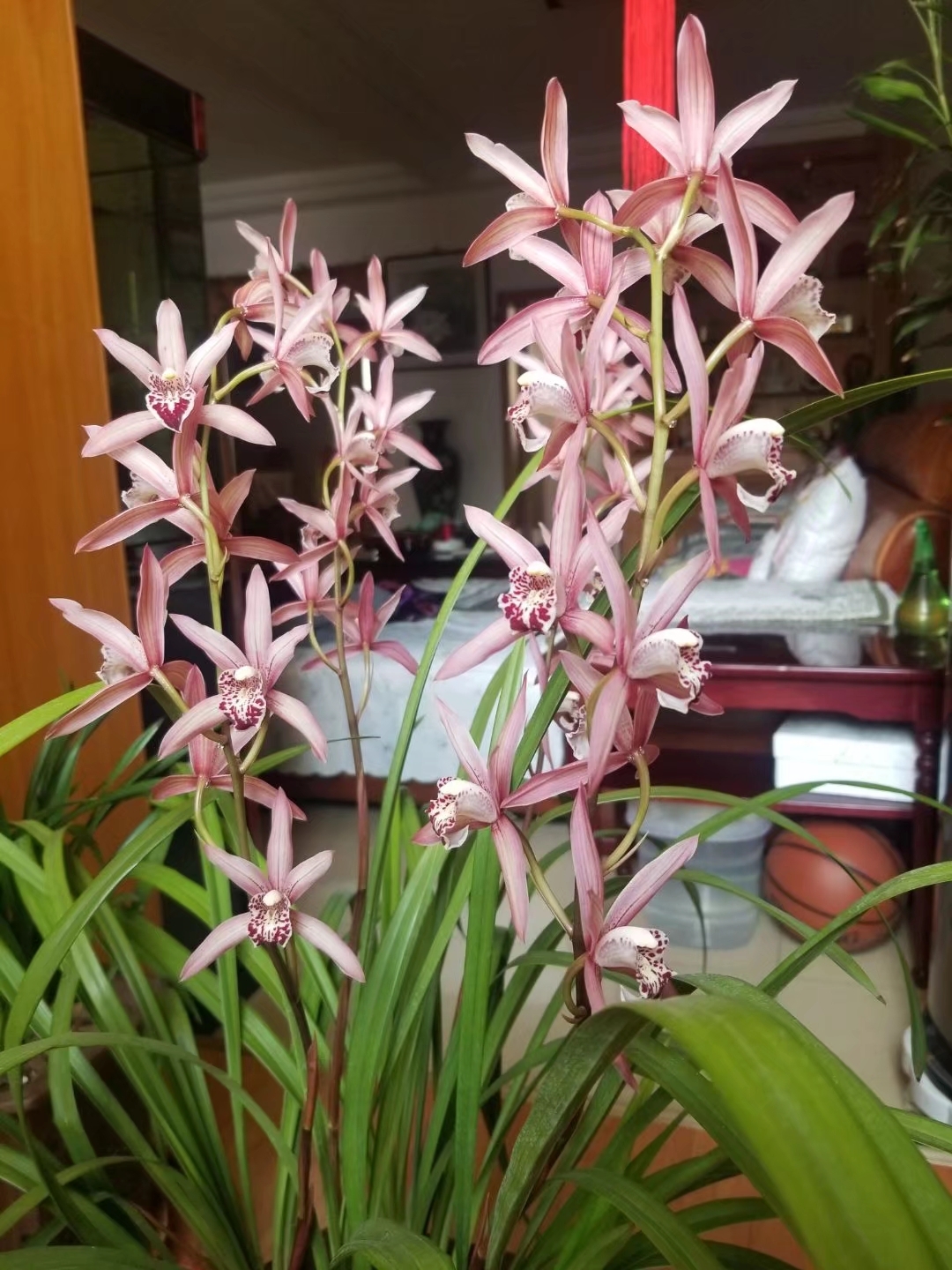 美丽居家助力抗疫兰花在北方地区的种植方法