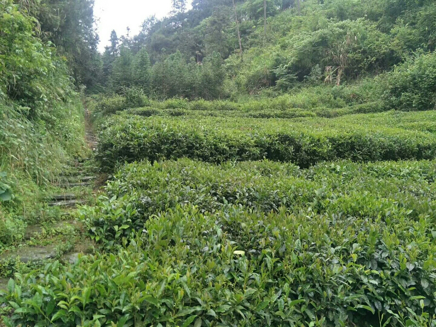 渠江镇-大安村万福山旅游景区