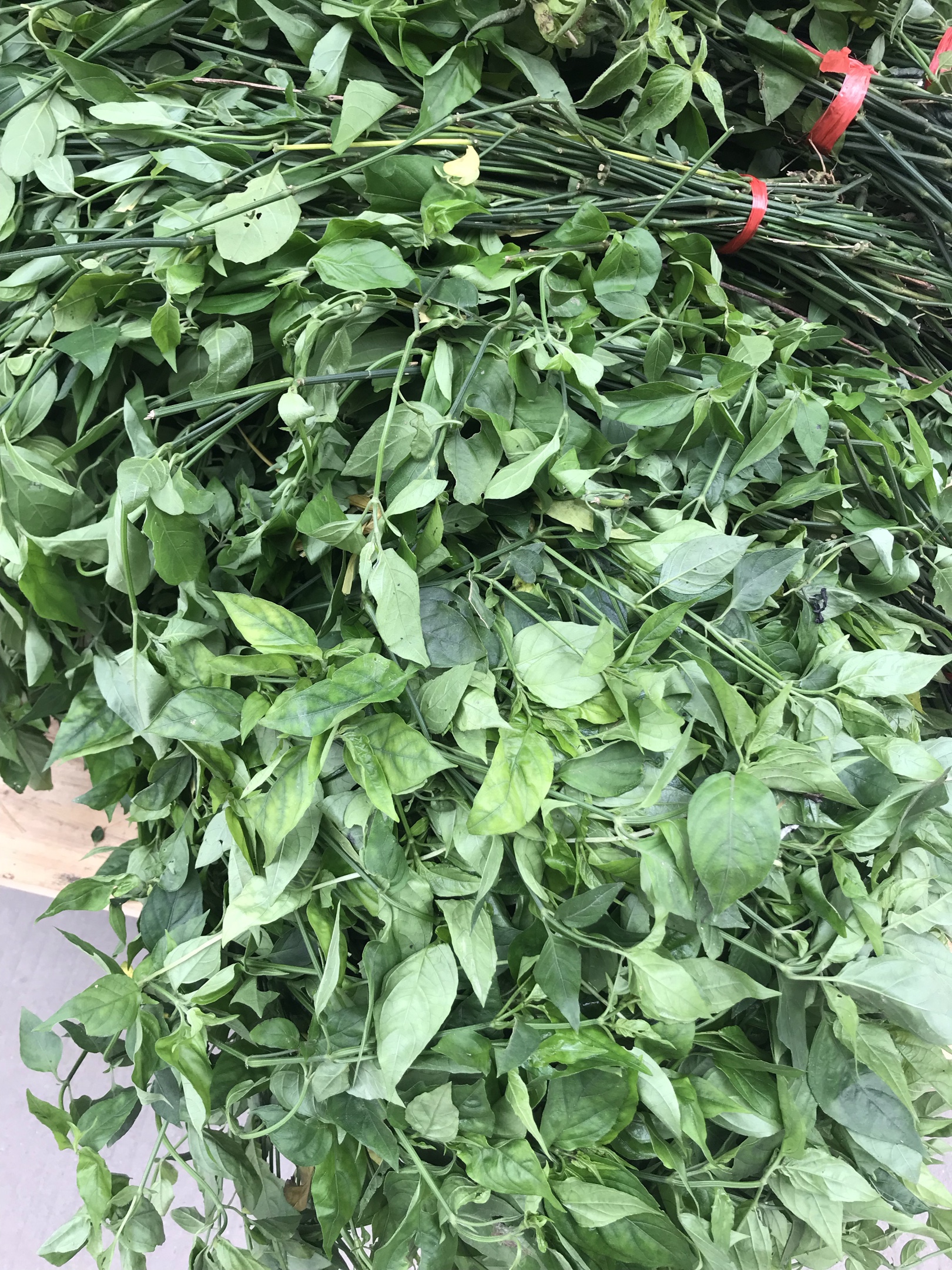Guizhou Echo | 原生态植物中草药，染香甜软“五色”糯米饭