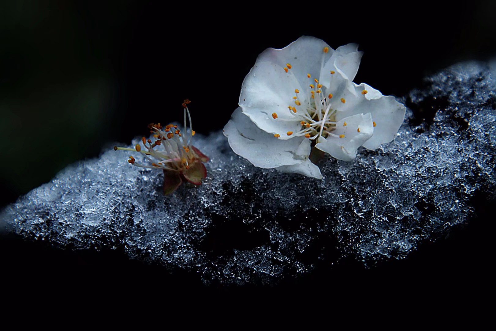 桃花雪