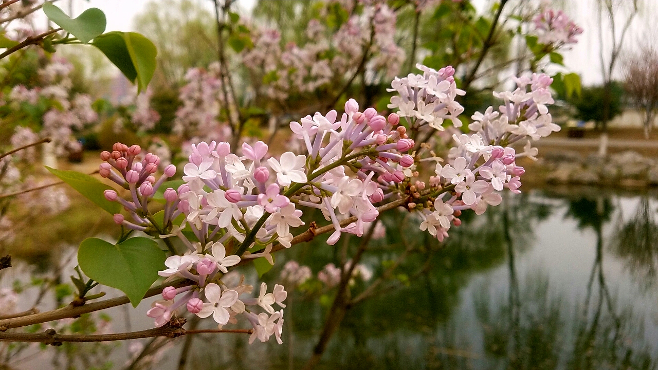 又称丁香,洋丁香.著名的庭园花木.