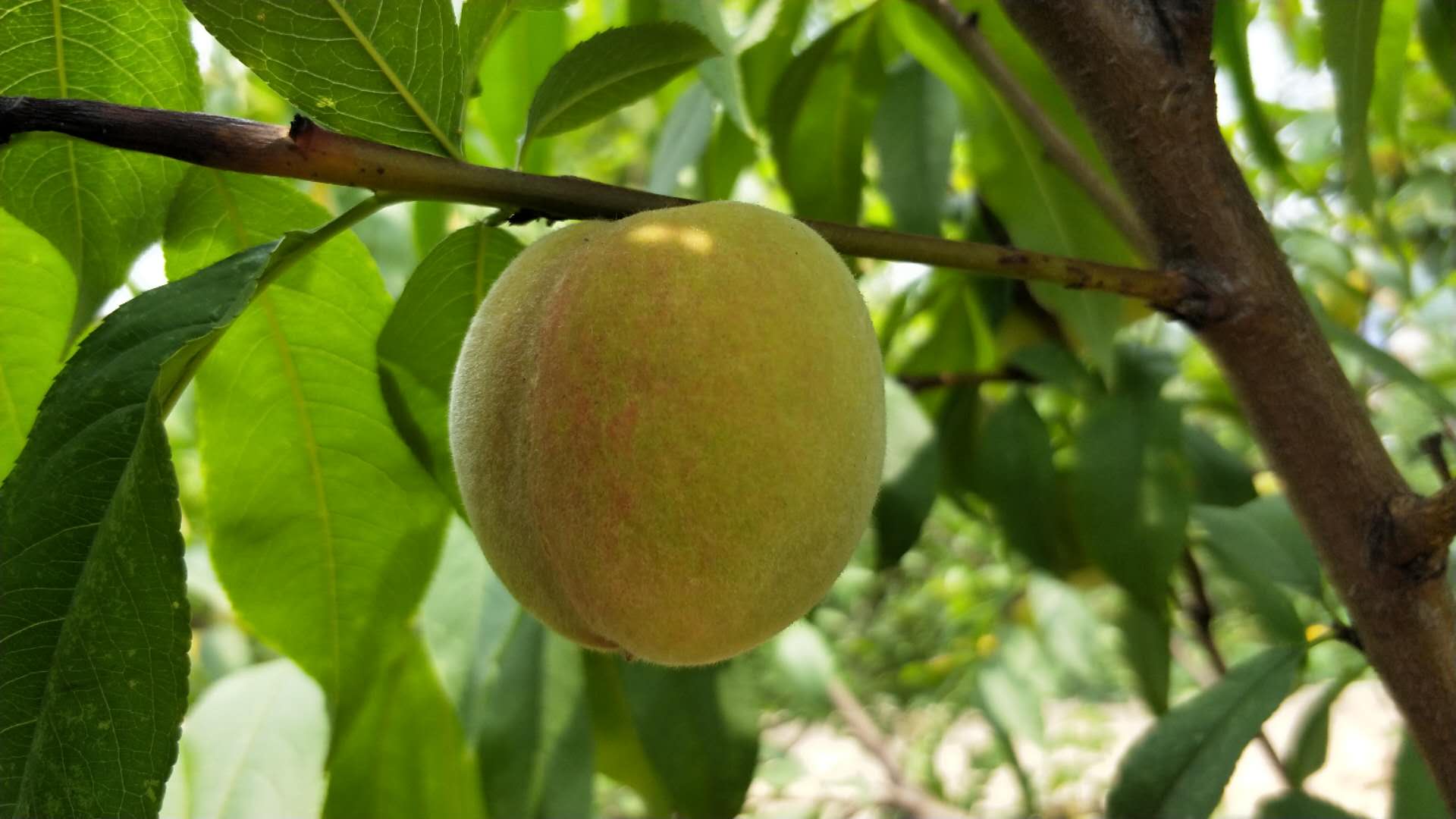 湖南衡阳|驾校种出满园玫瑰花和桃子