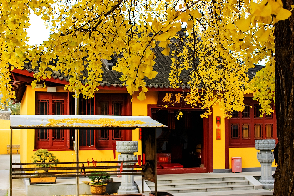 颐浩禅寺,曾经的江南最牛寺院,南宋一棵银杏美了700多年