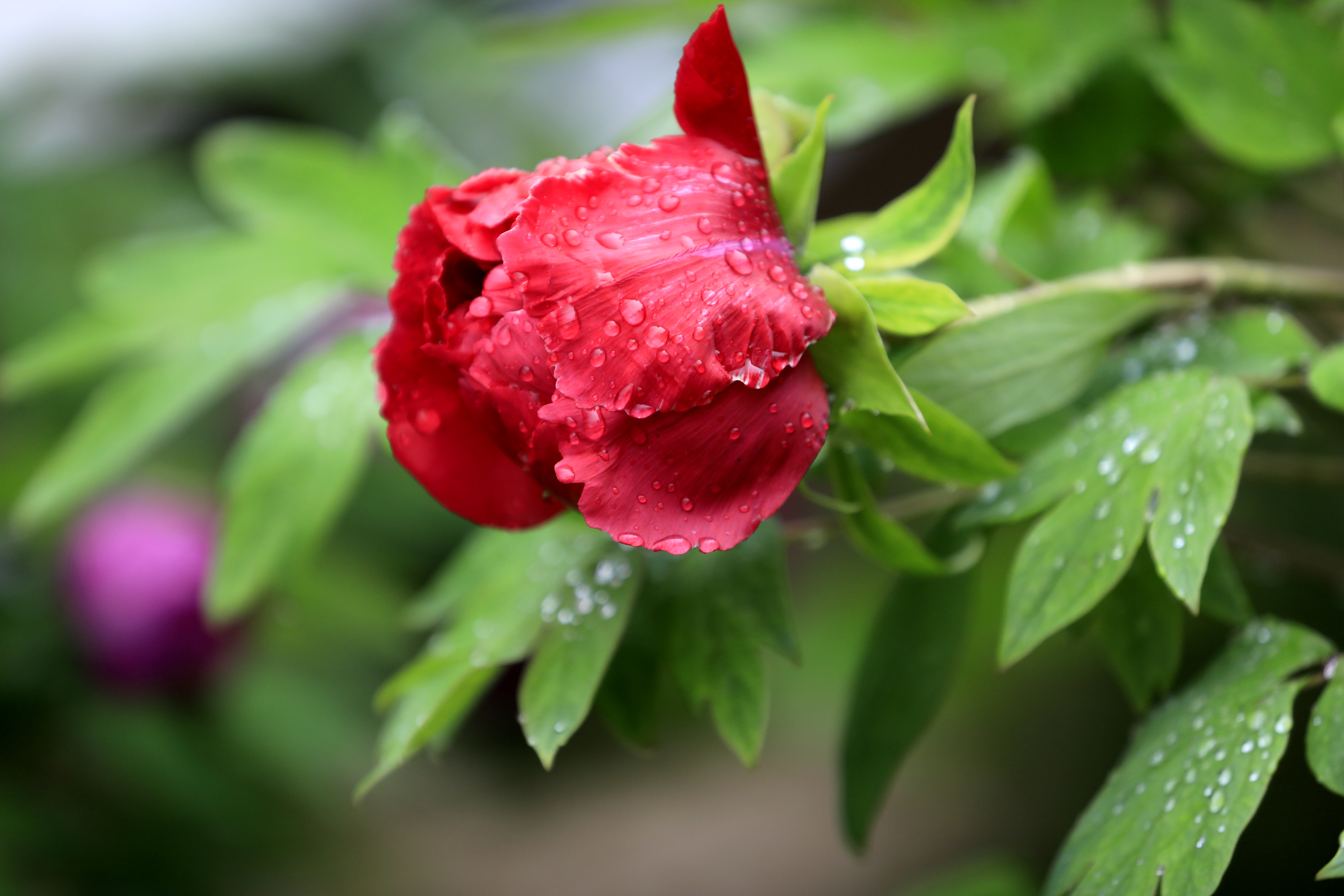 雨后牡丹更娇艳