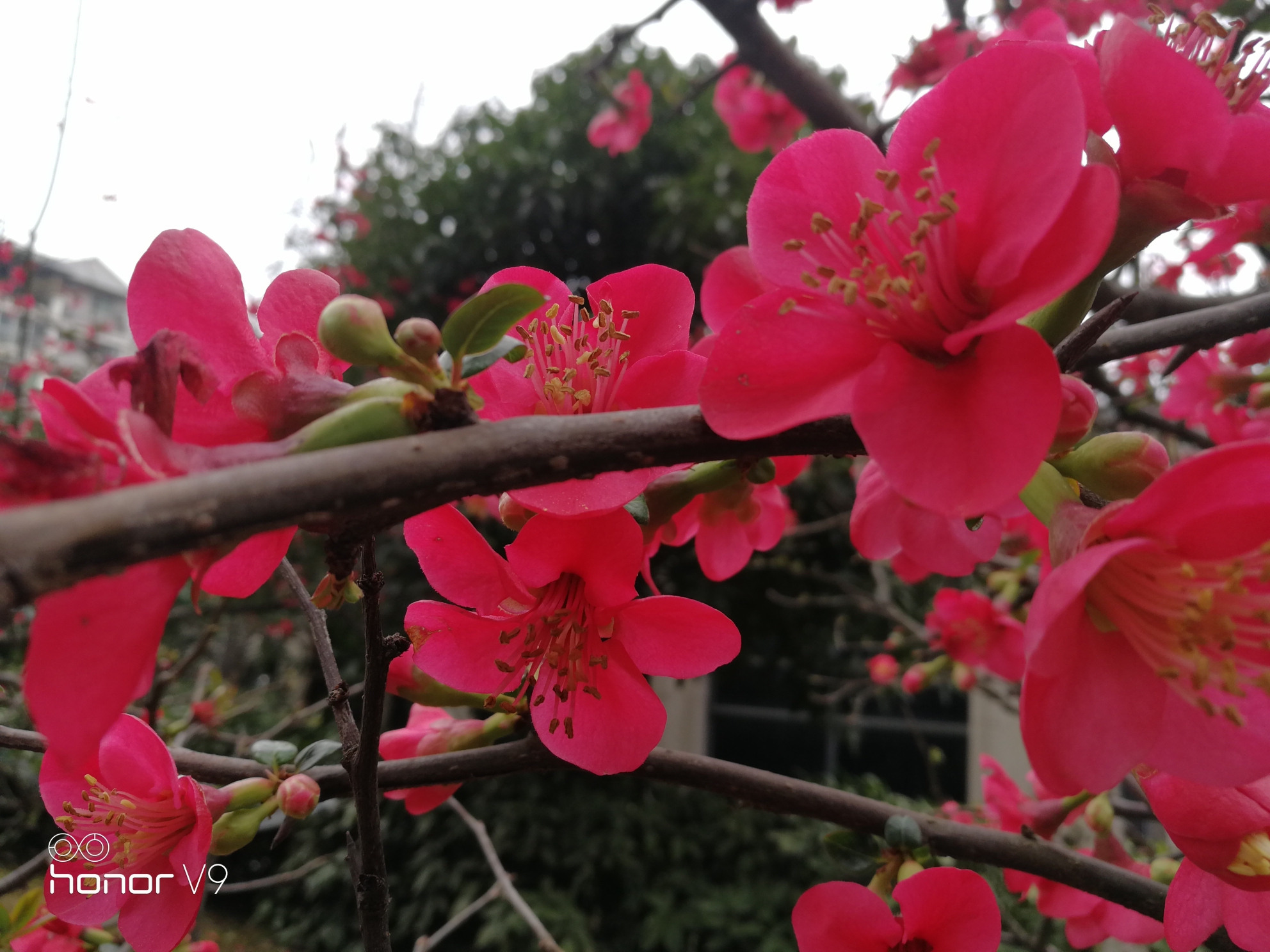 老教工歌舞团相约渠县新市镇第四届桃花节,踏青赏花